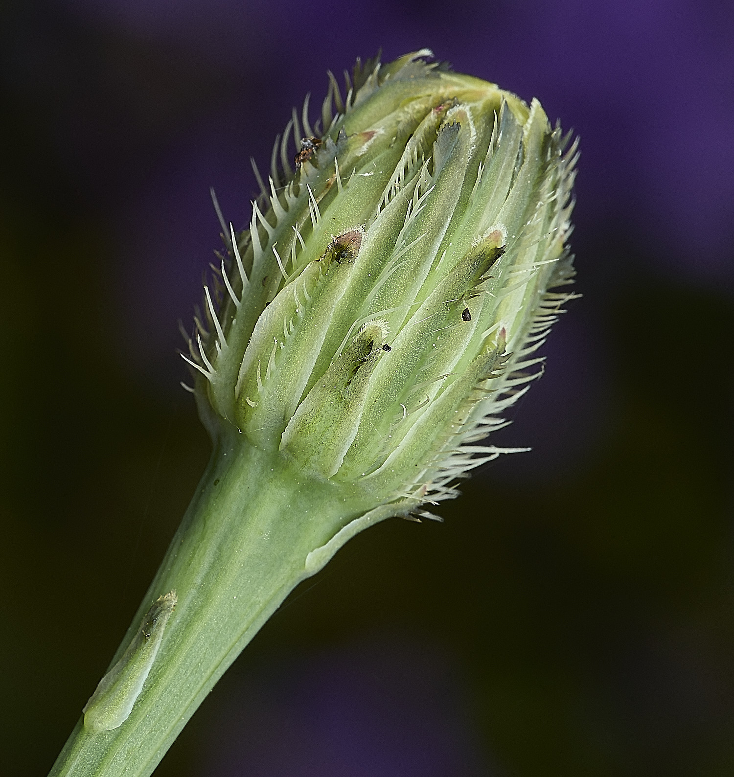 HanworthCat'sEar310526-3
