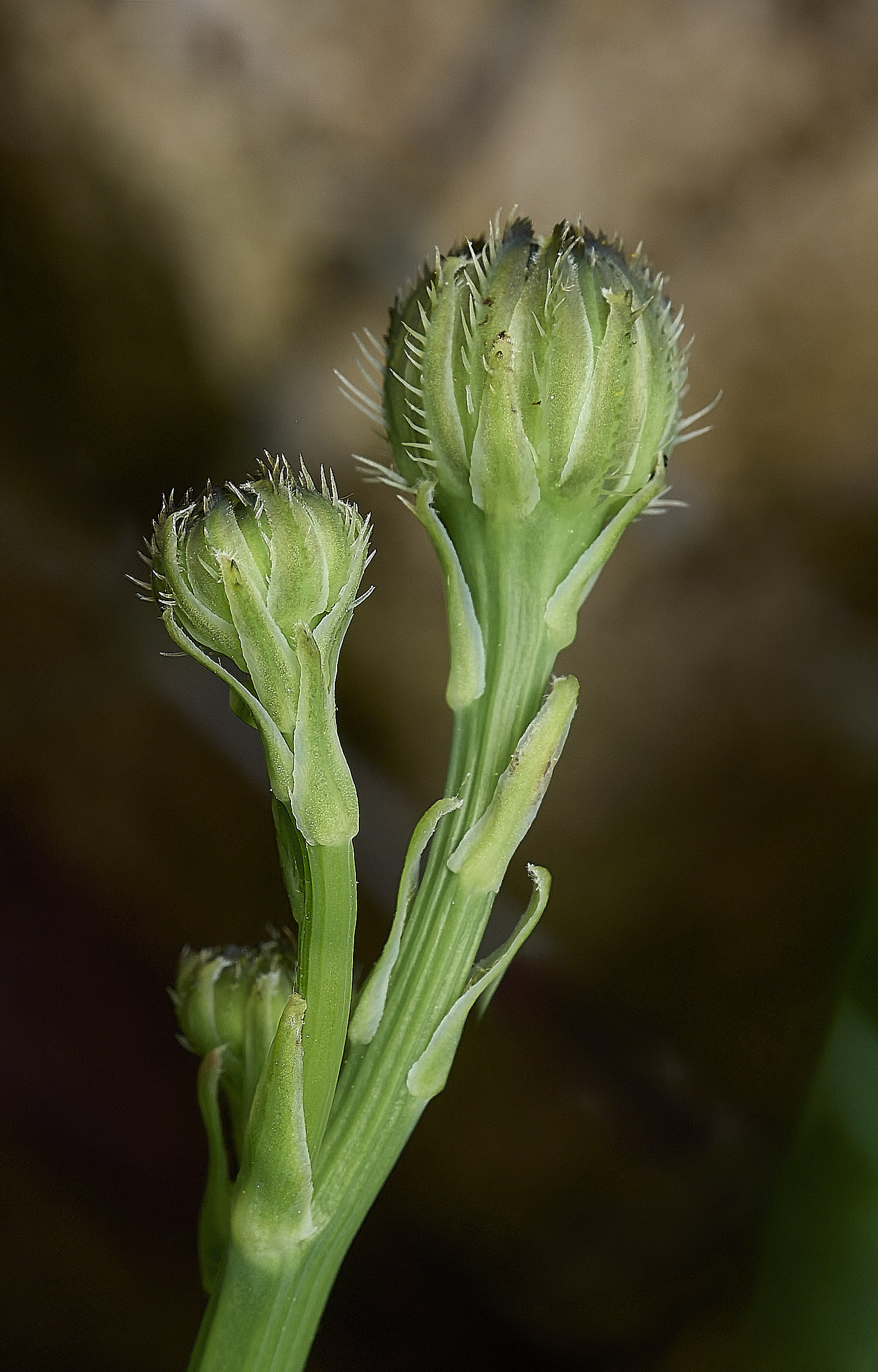 HanworthCat'sEar310526-4