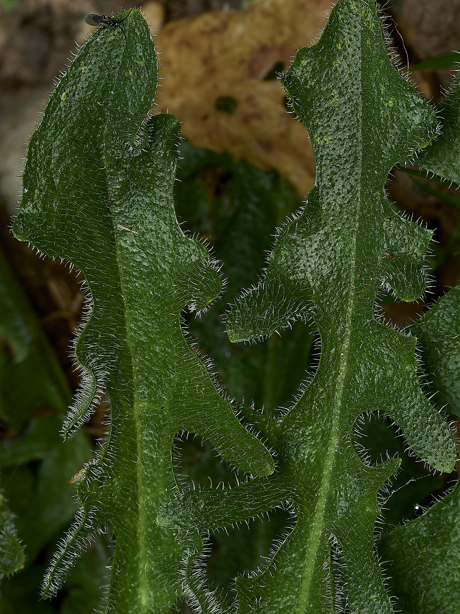 HanworthCat'sEar310526-5