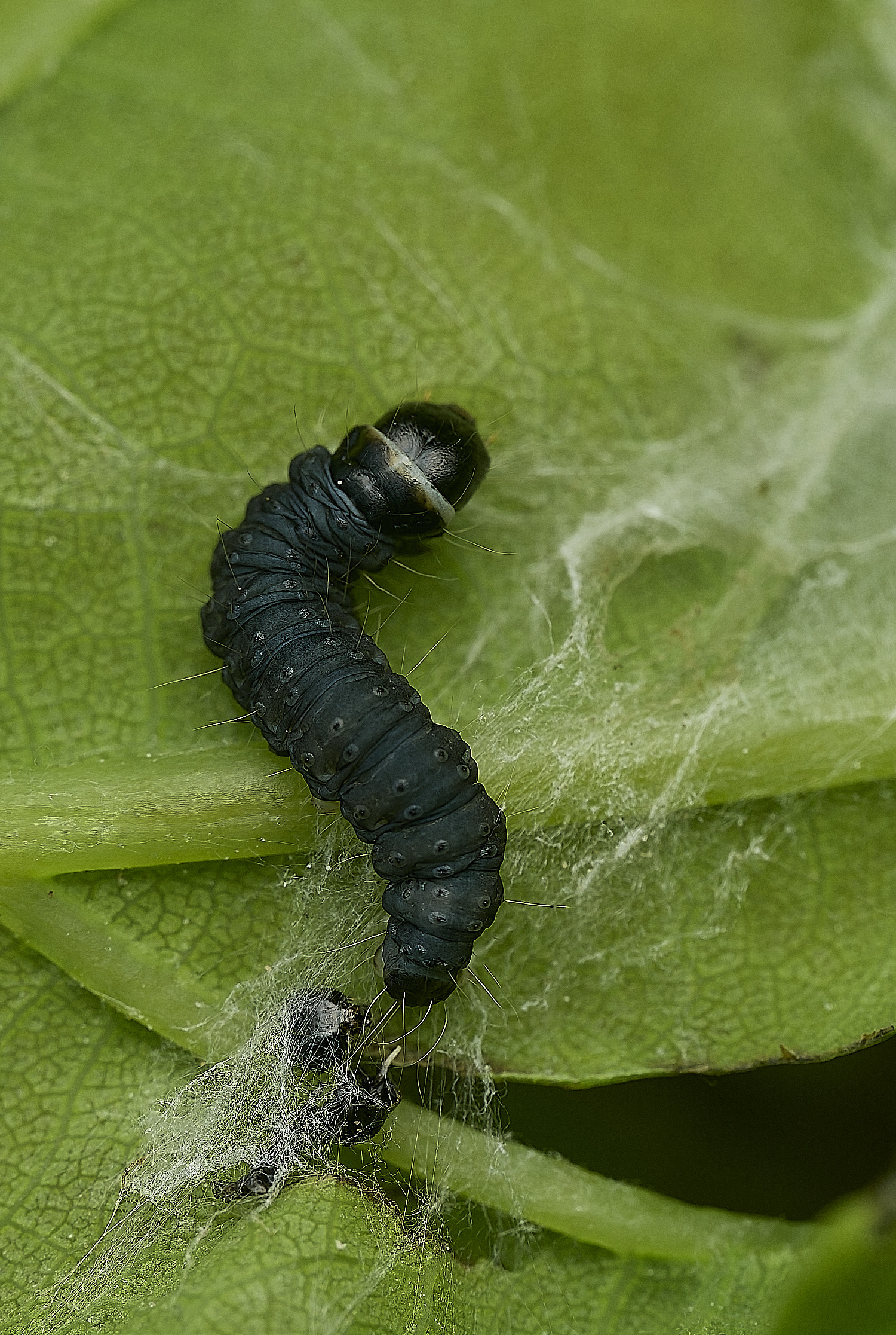 HanworthCaterpillar160526-1