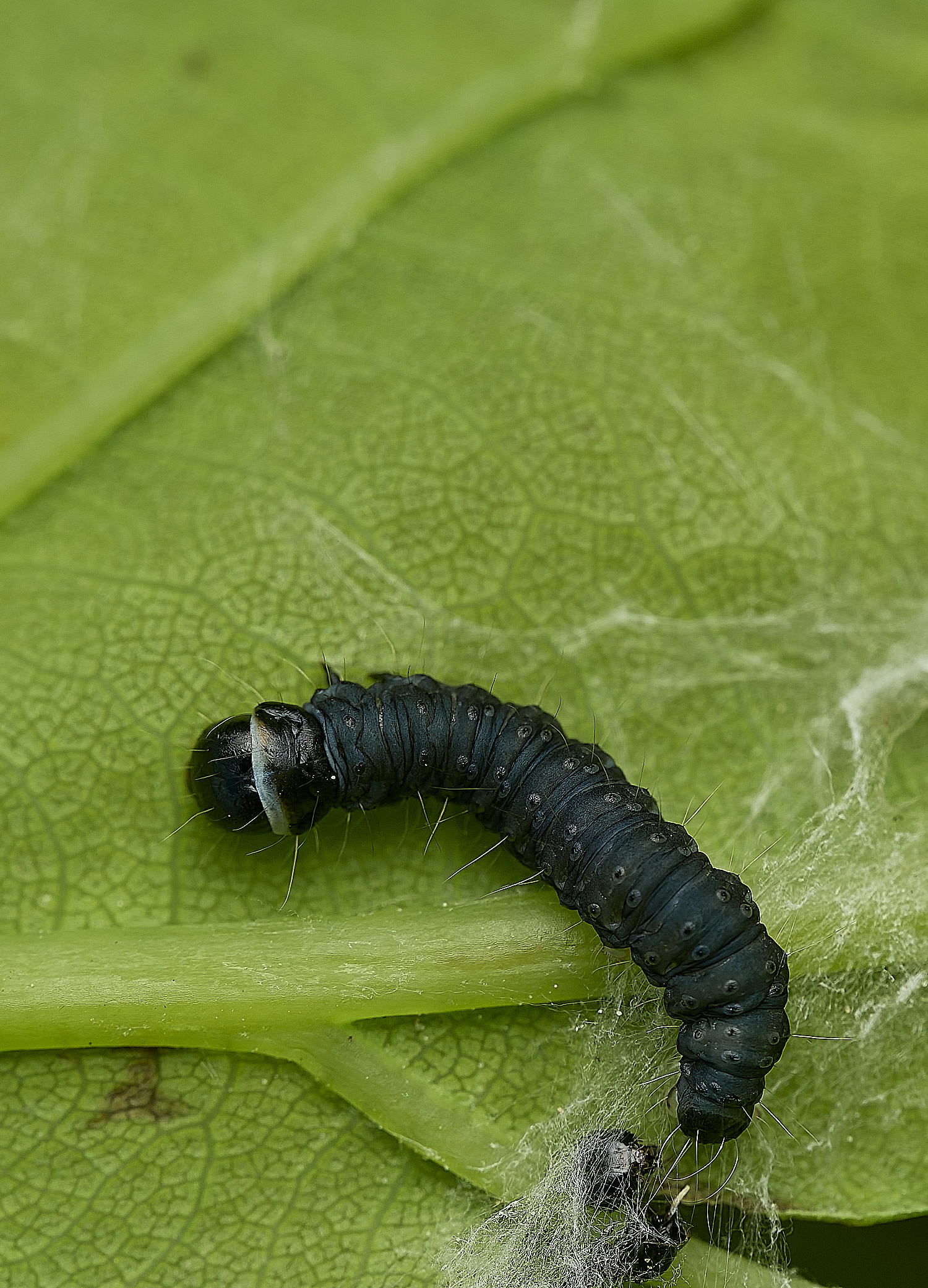 HanworthCaterpillar160526-2