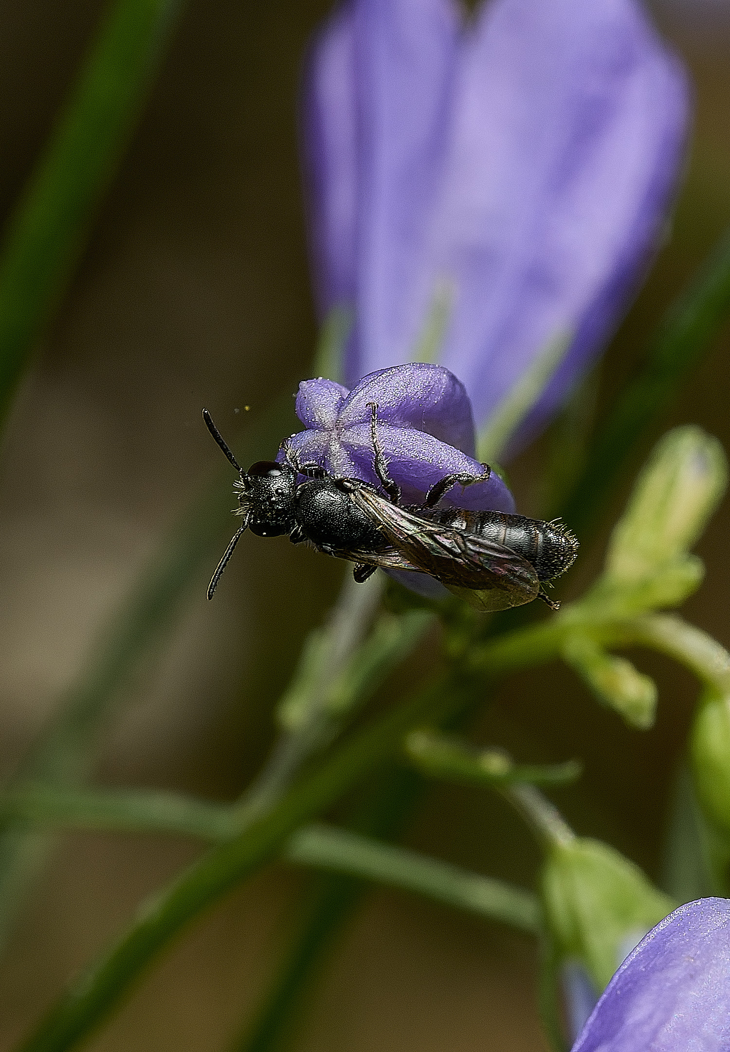 HanworthCcampnaularum090726-1