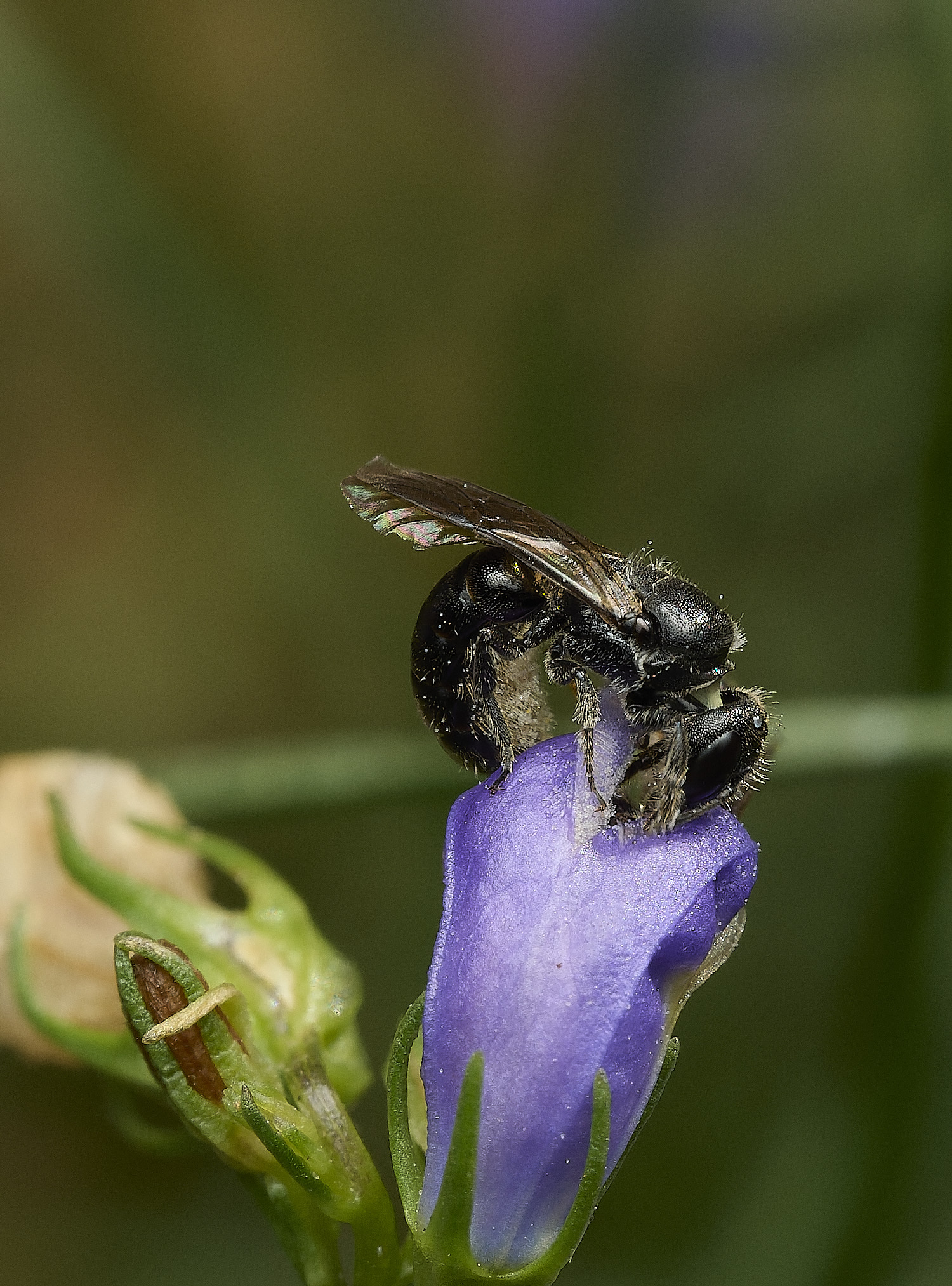 HanworthCcampnaularum090726-6