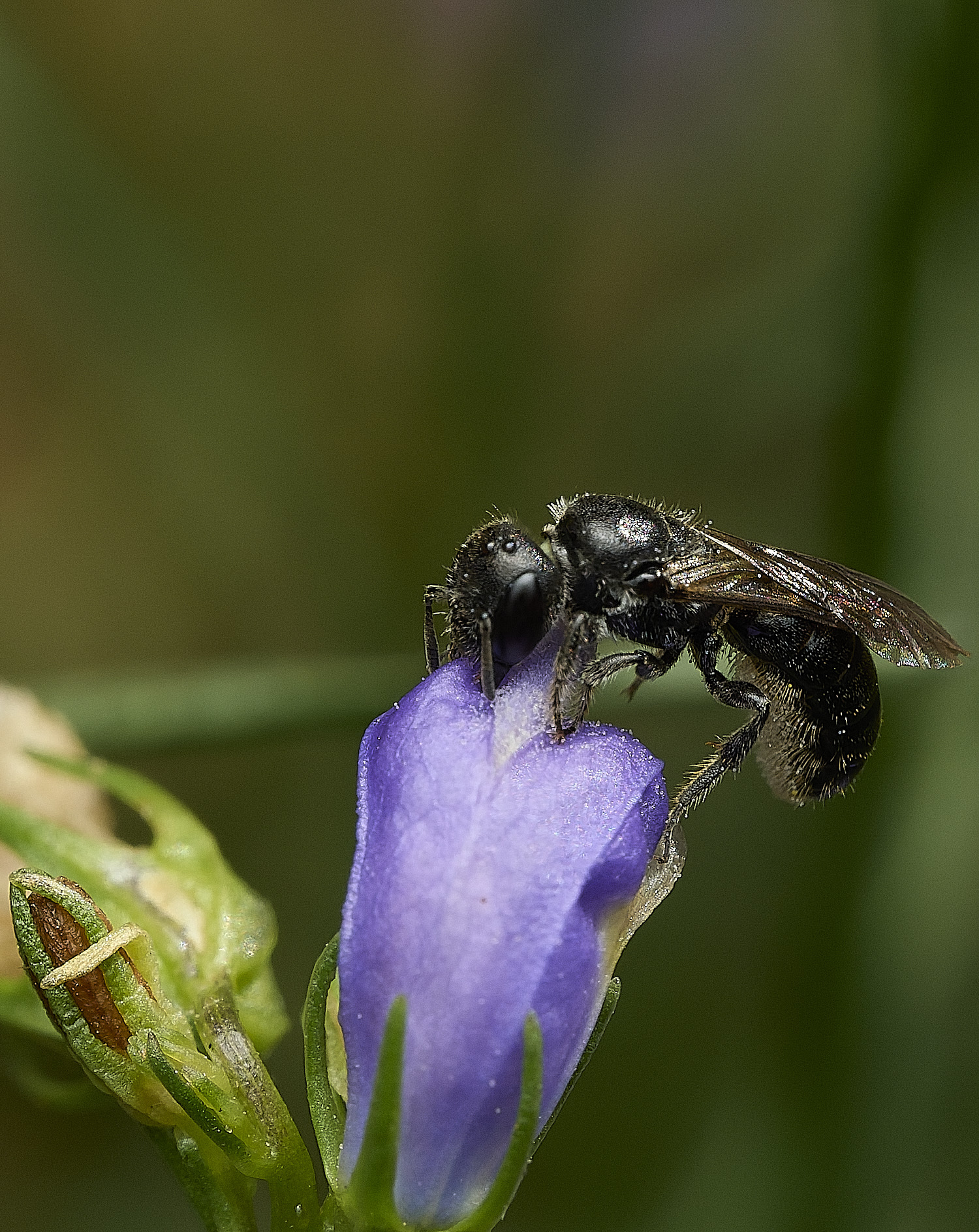 HanworthCcampnaularum090726-7