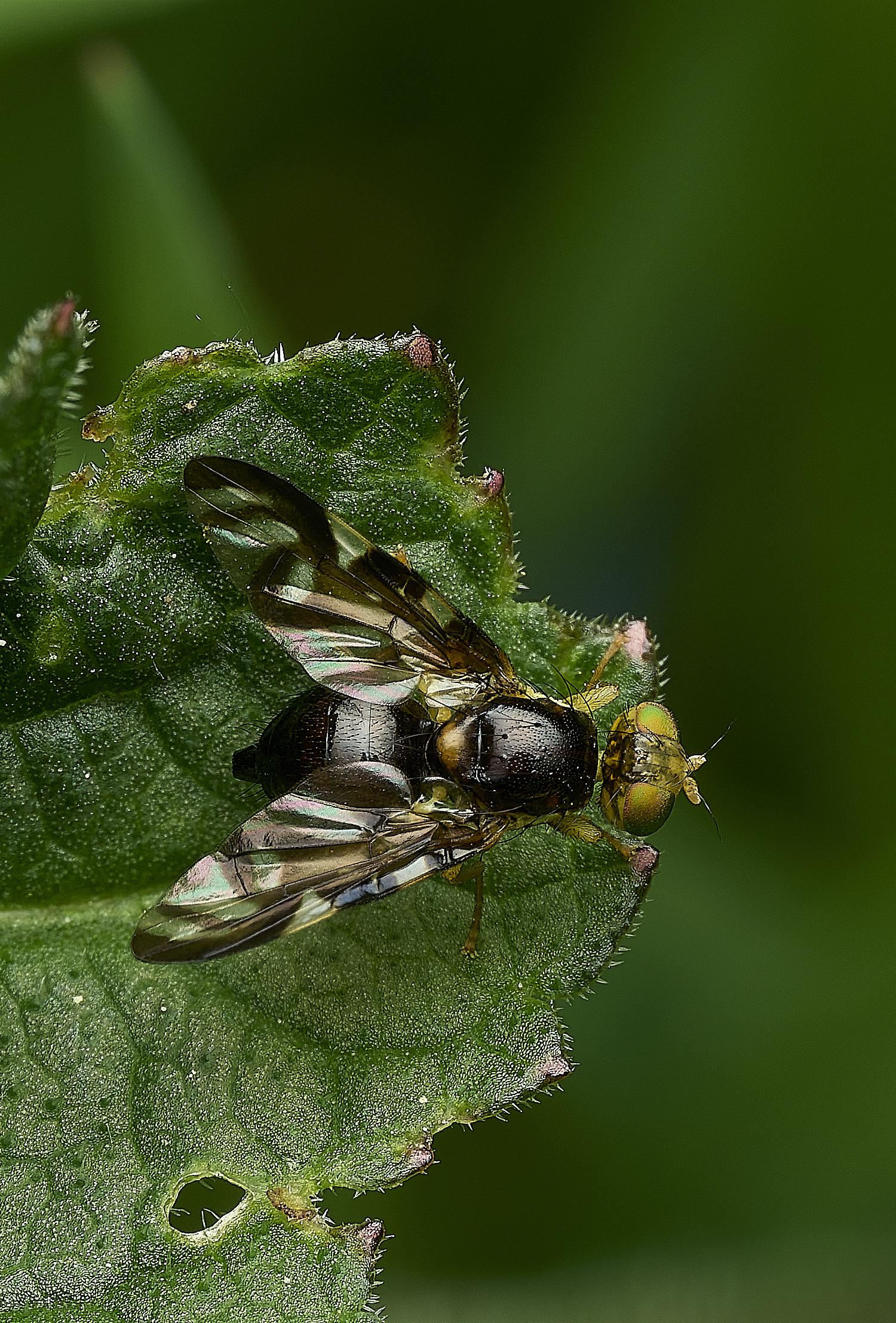HanworthCeleryFly090526-1