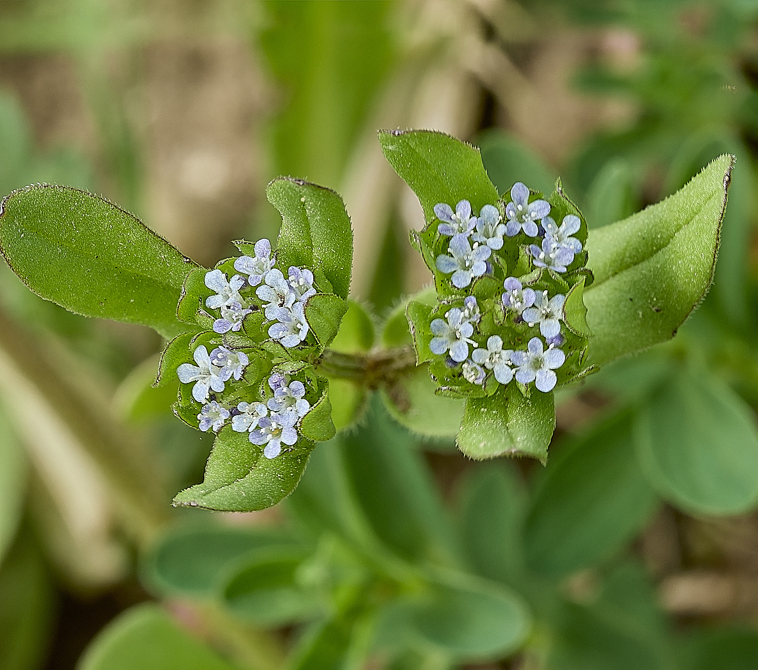 HanworthCornSalad180426-3