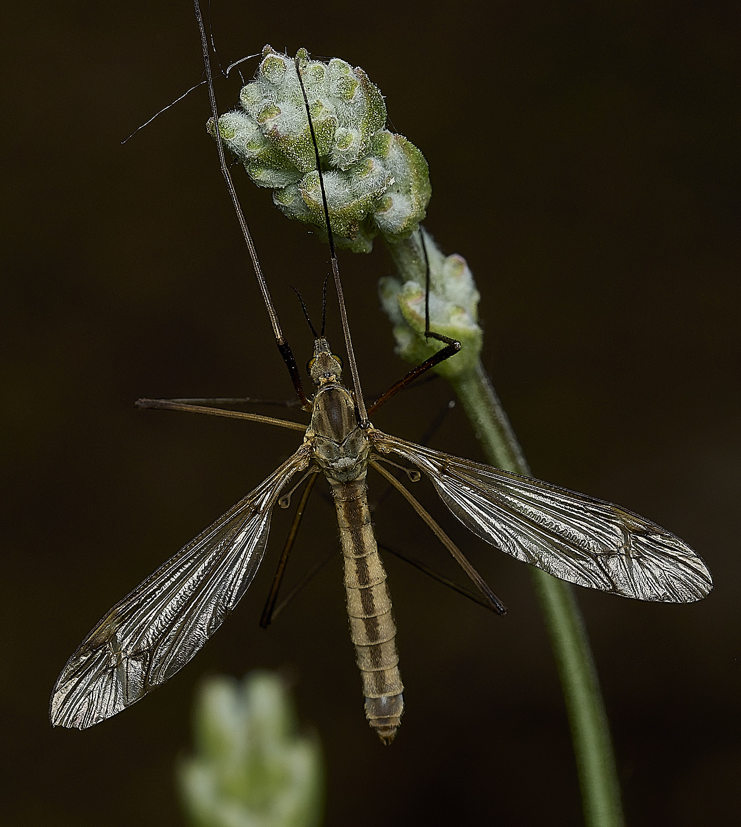 HanworthCraneFlSp310526-1