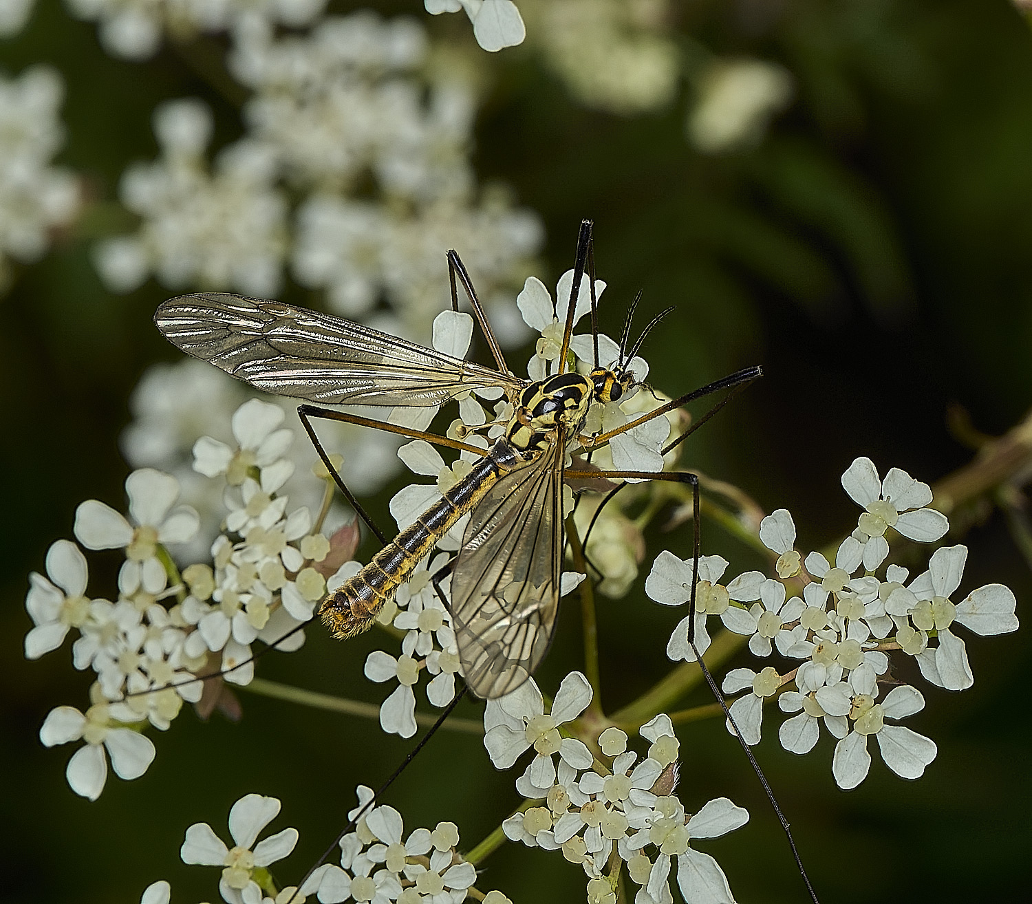 HanworthCranefly160526-1