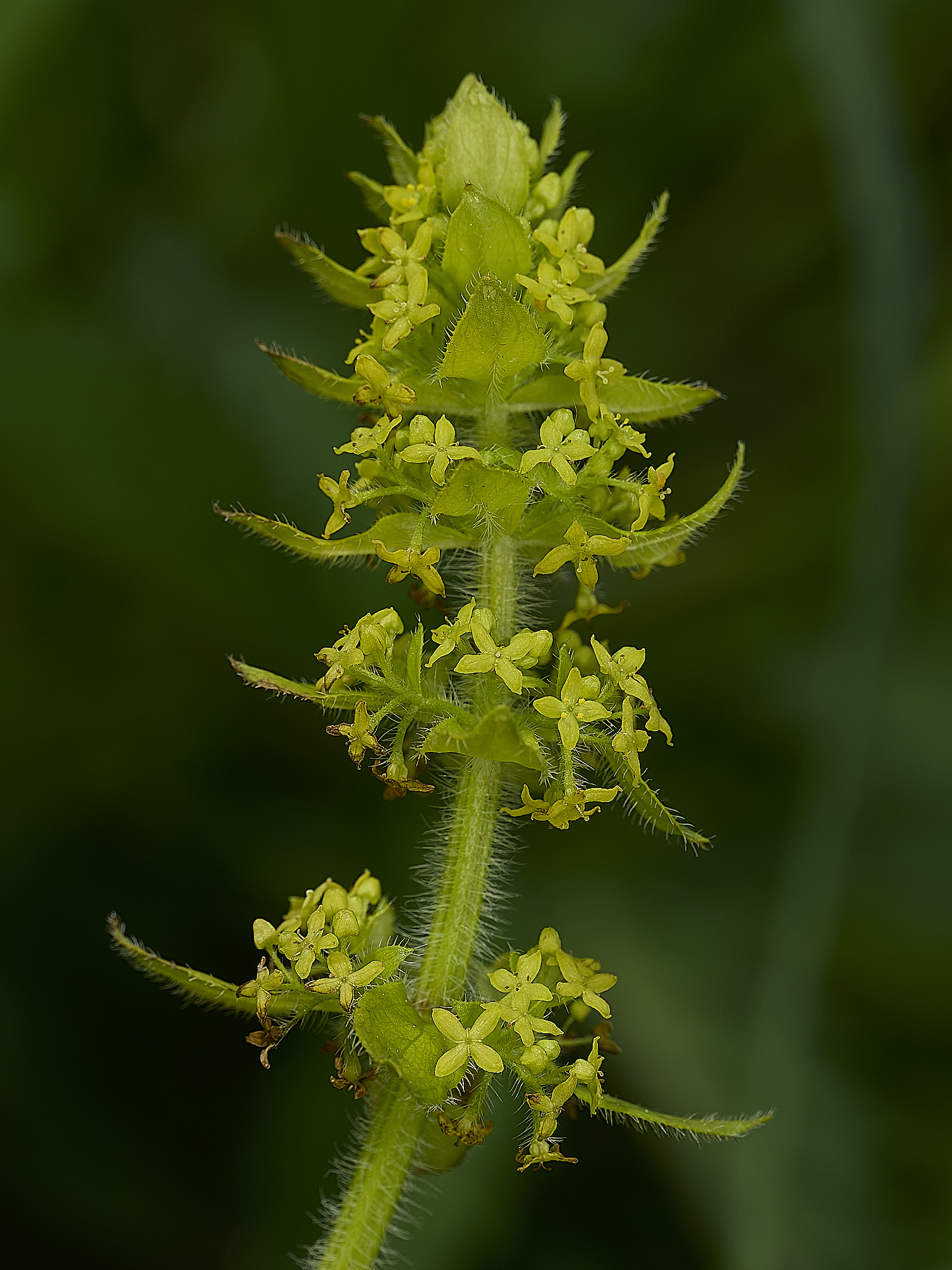 HanworthCruciata160526-1