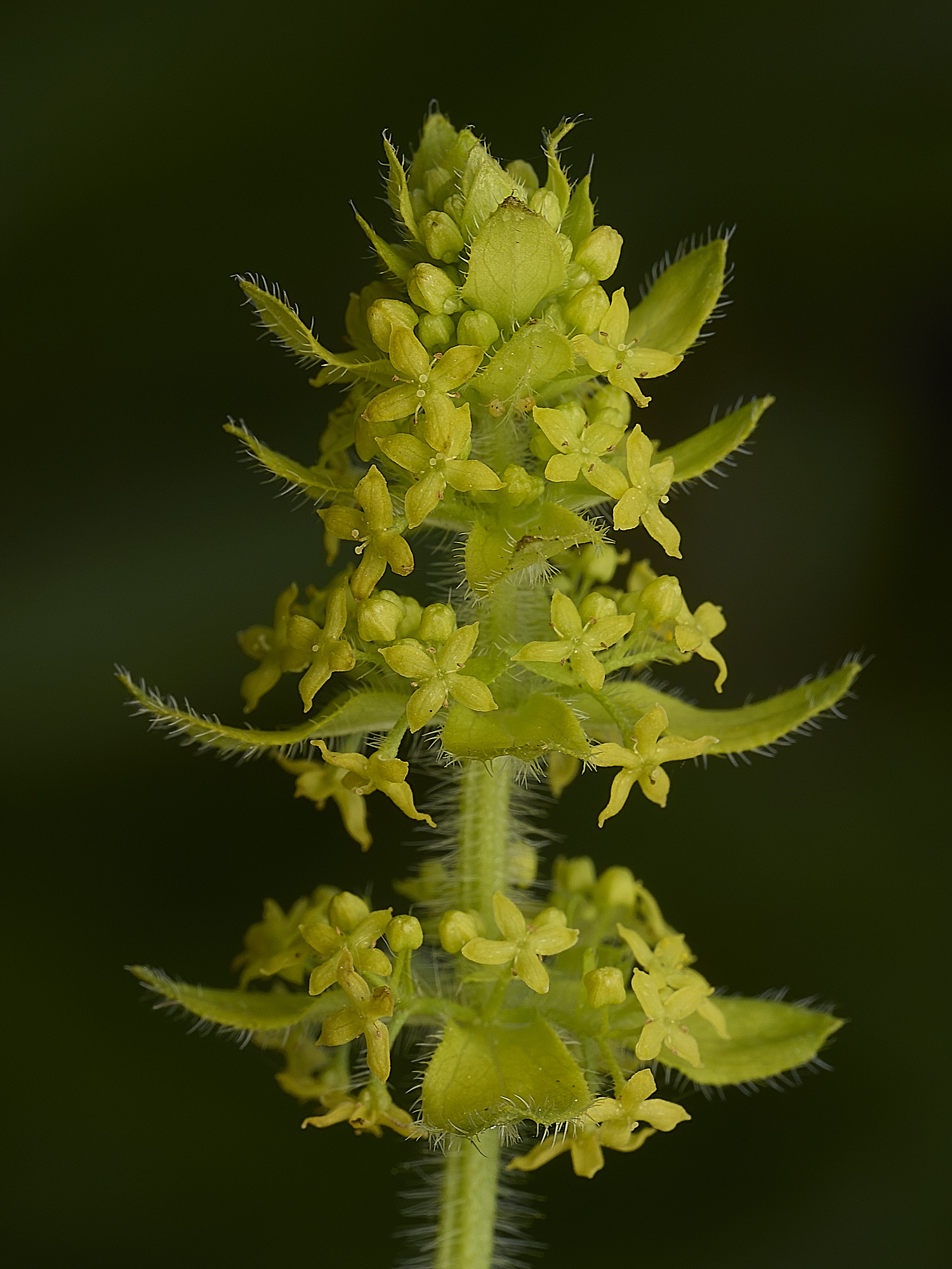 HanworthCruciata160526-2