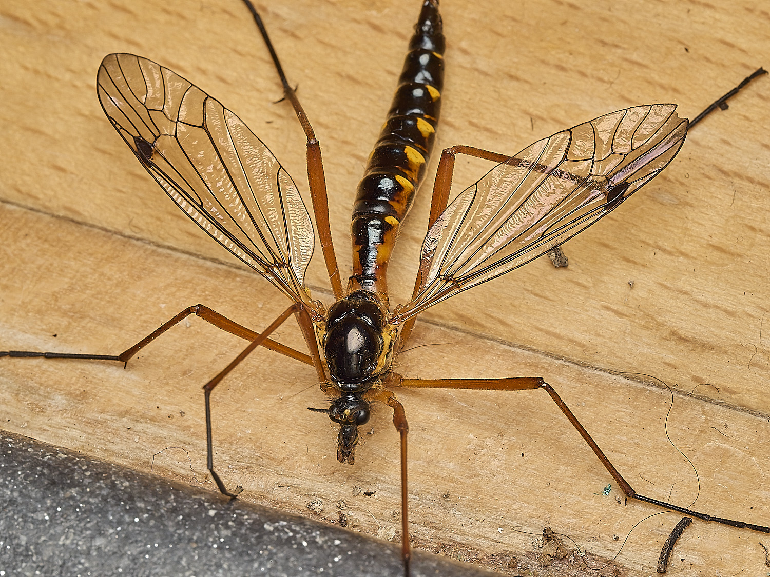 HanworthCtenophorapectinicornis260526-1