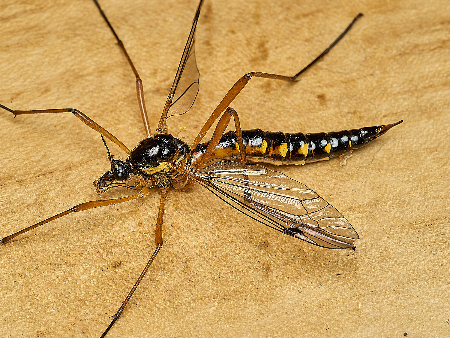 HanworthCtenophorapectinicornis260526-4