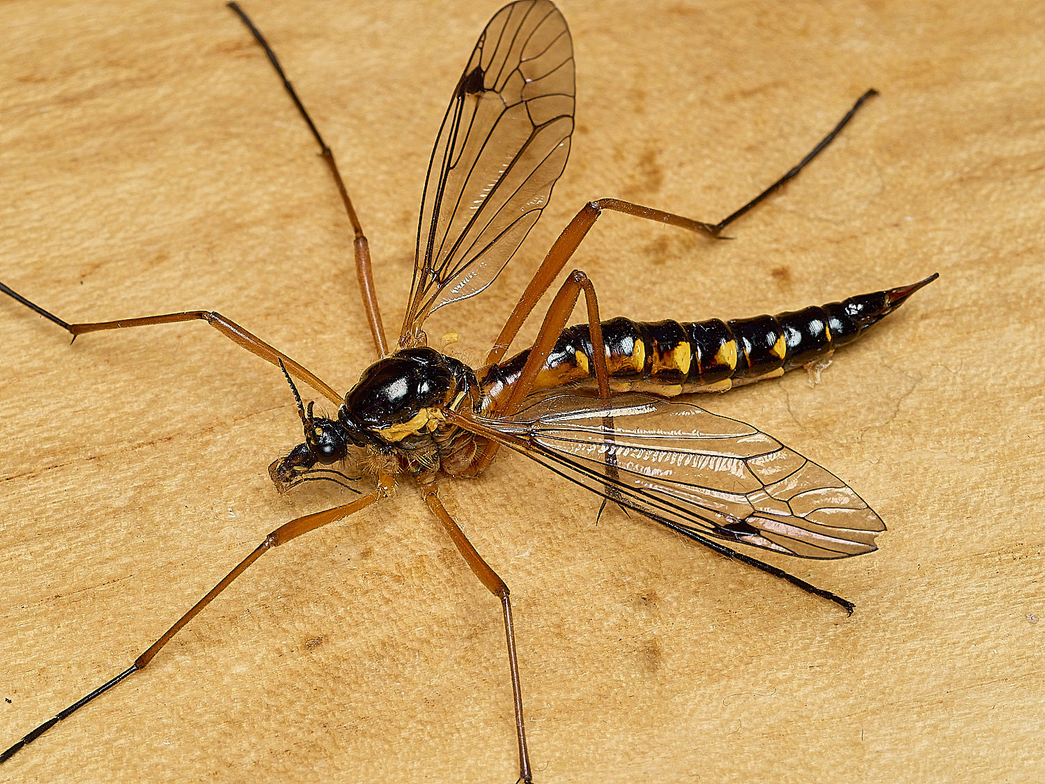 HanworthCtenophorapectinicornis260526-5