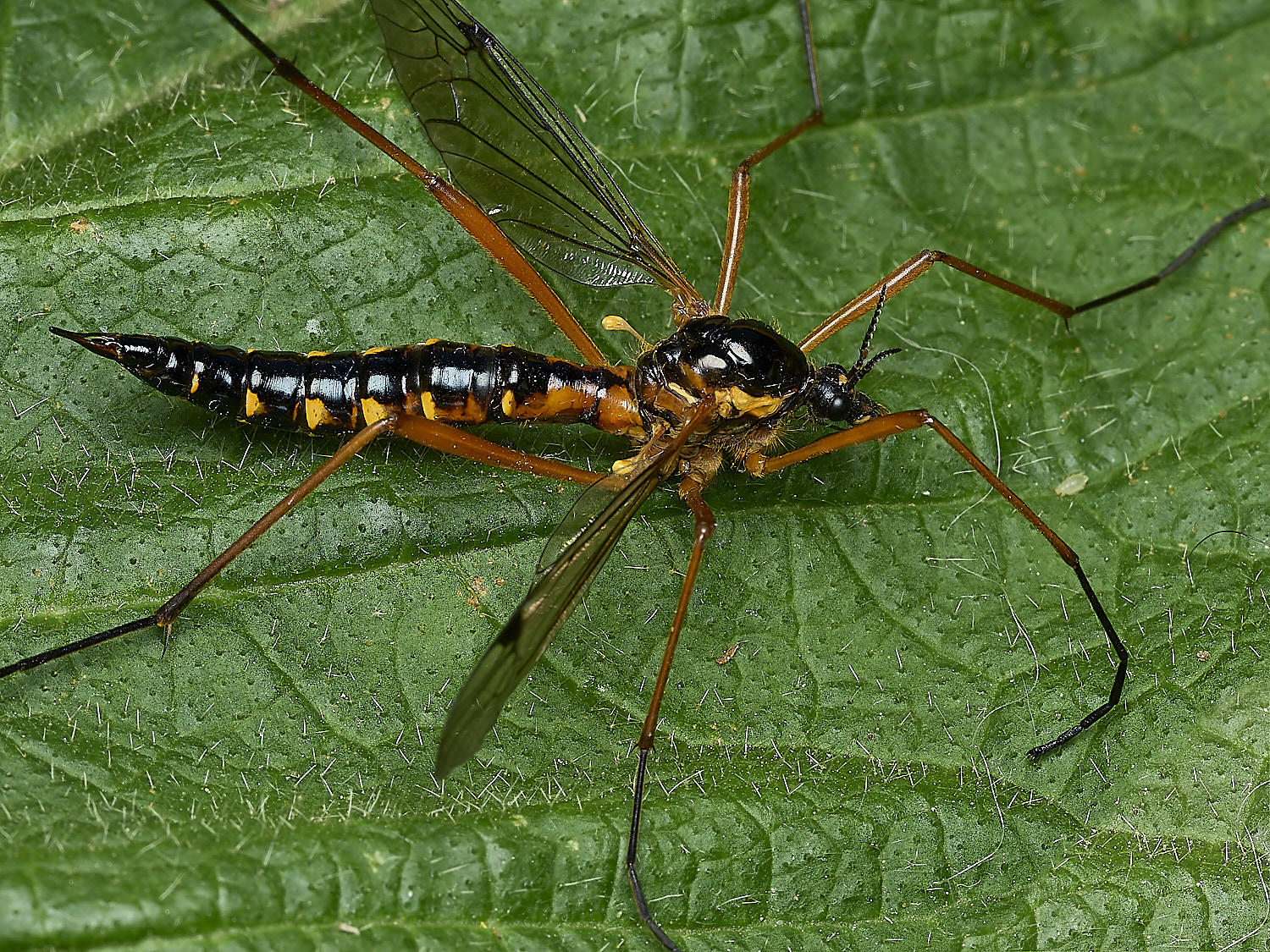 HanworthCtenophorapectinicornis260526-6