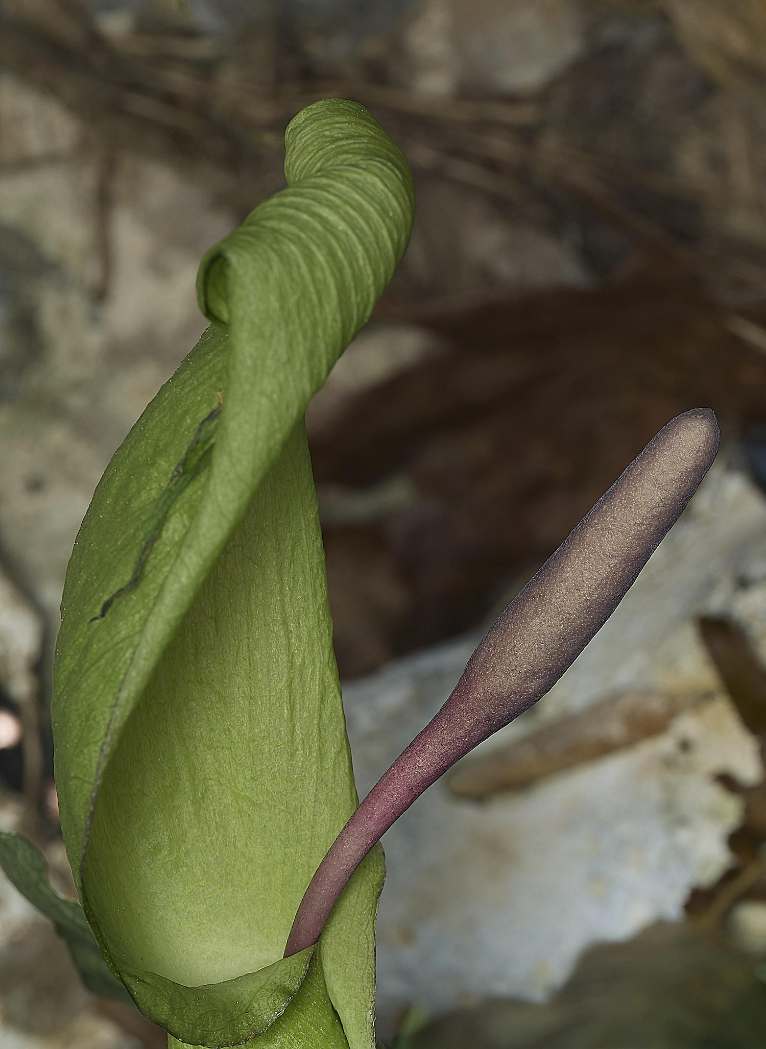 HanworthCuckooPint180426-1
