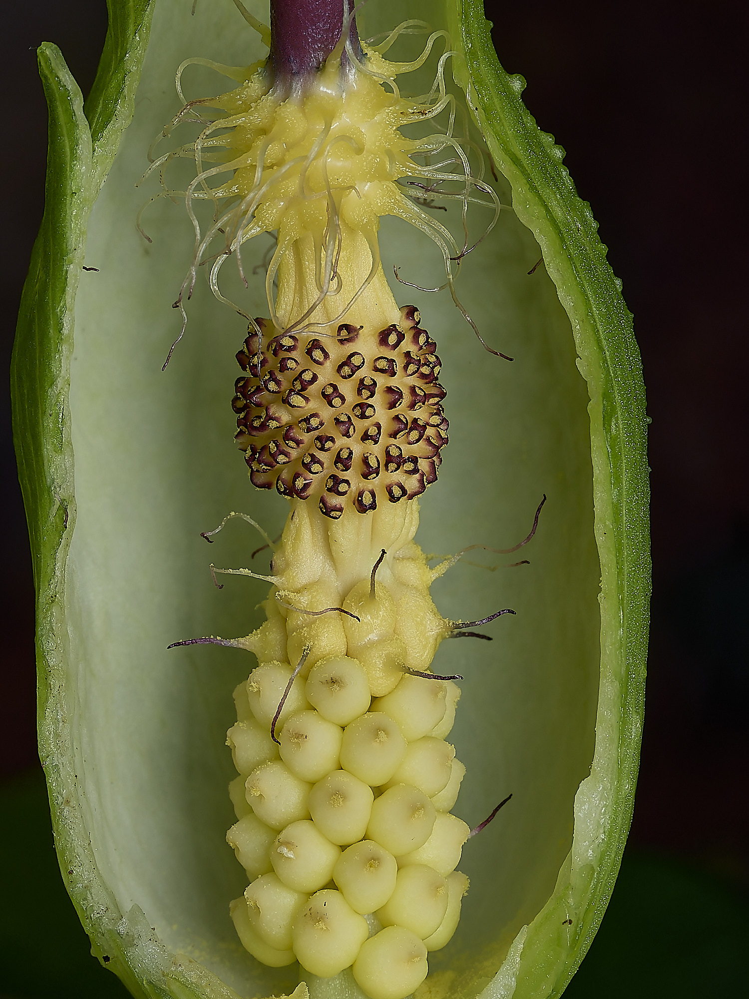 HanworthCuckooPint180426-3