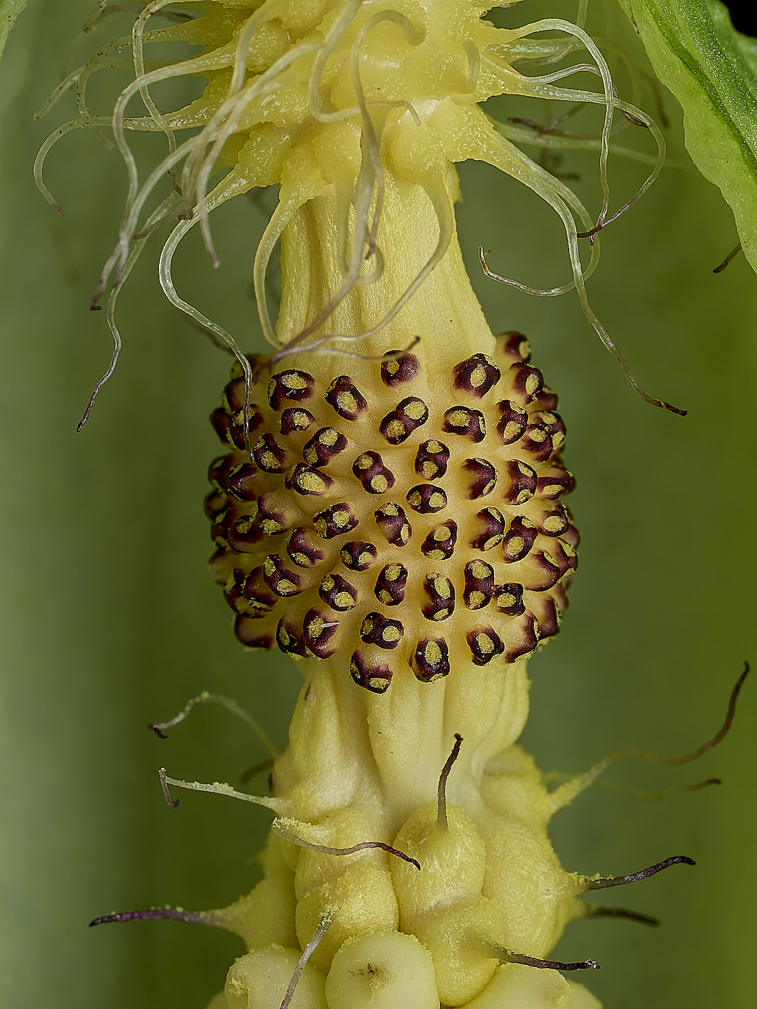 HanworthCuckooPint180426-6
