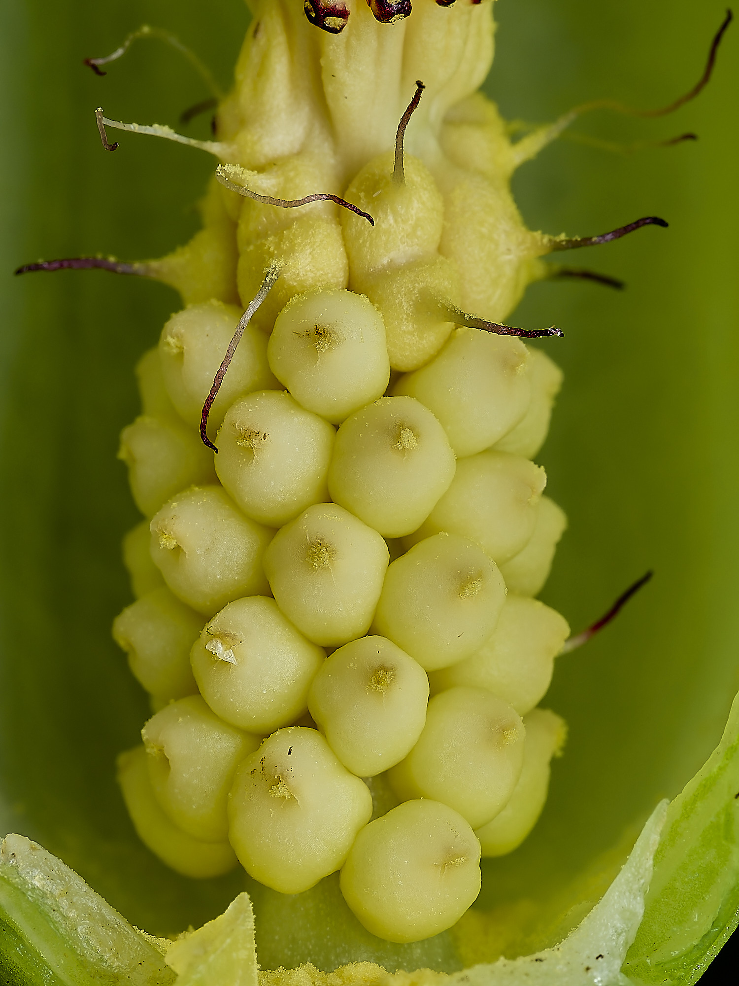 HanworthCuckooPint180426-7