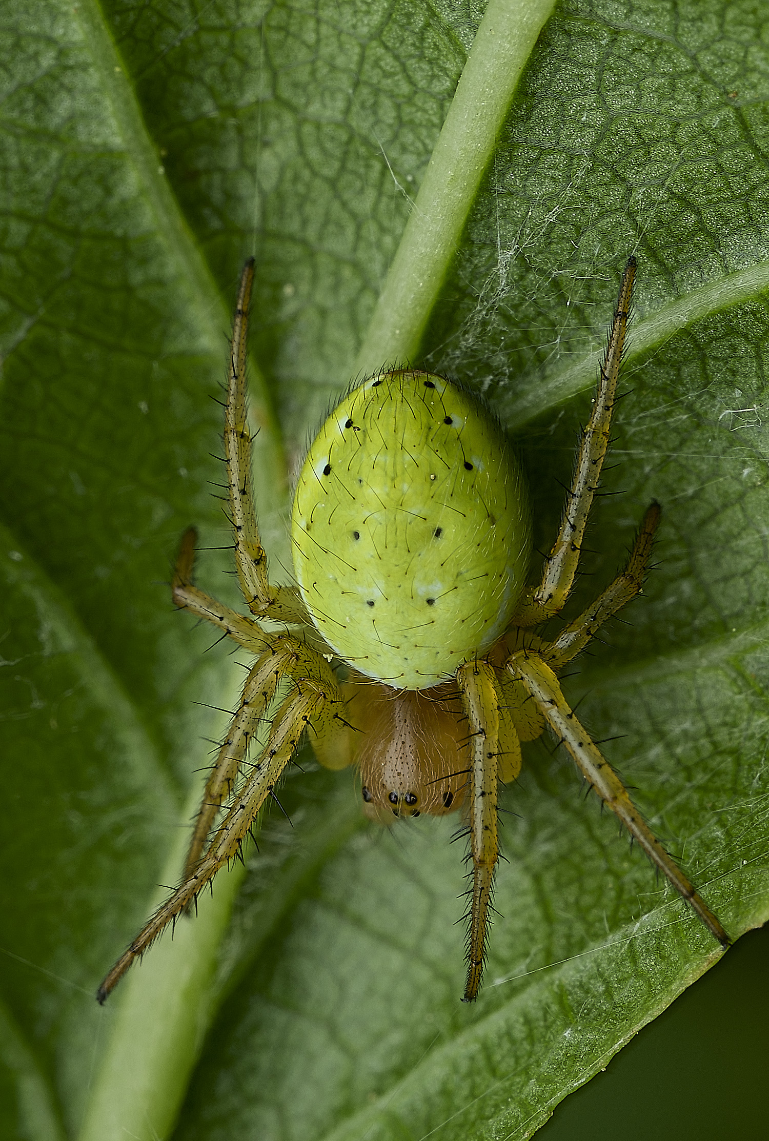 HanworthCucumberSpider240625-1