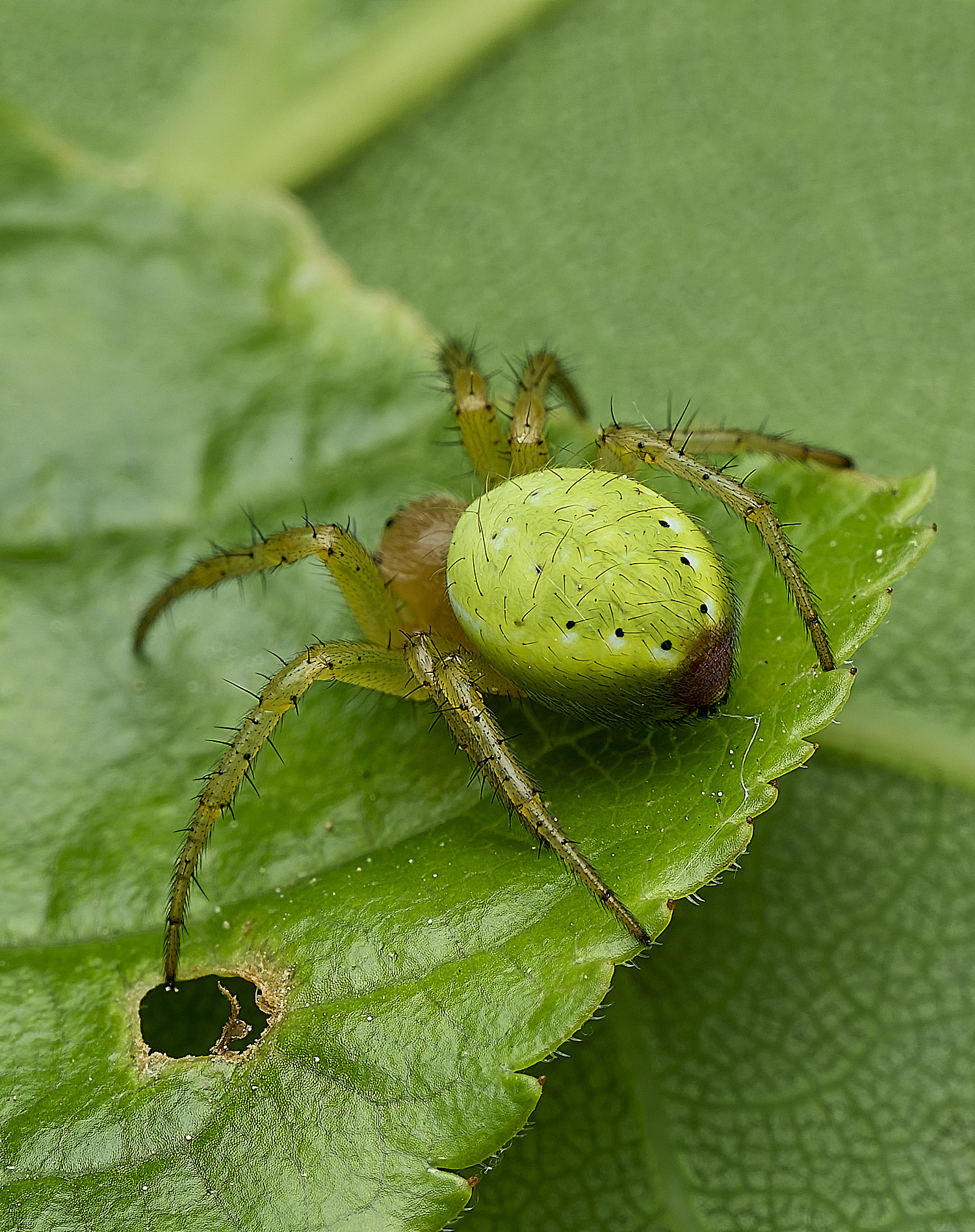 HanworthCucumberSpider240625-2