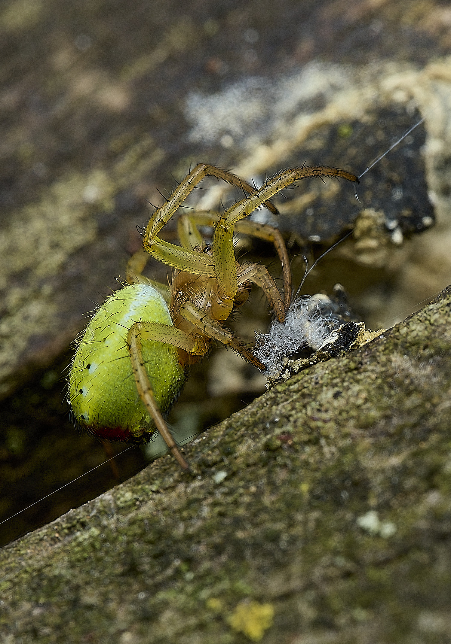 HanworthCucumberSpider240625-3