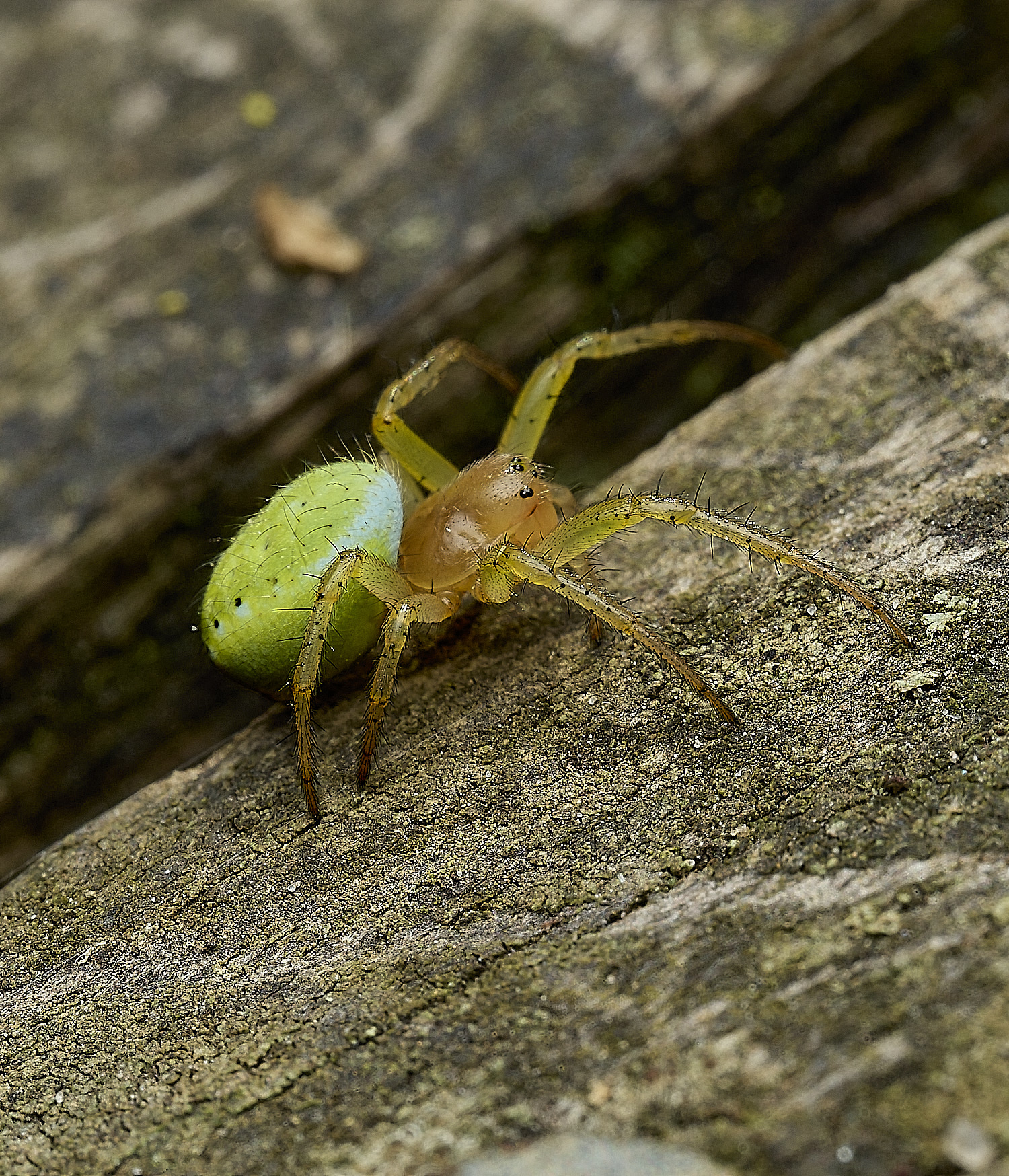 HanworthCucumberSpider240625-4