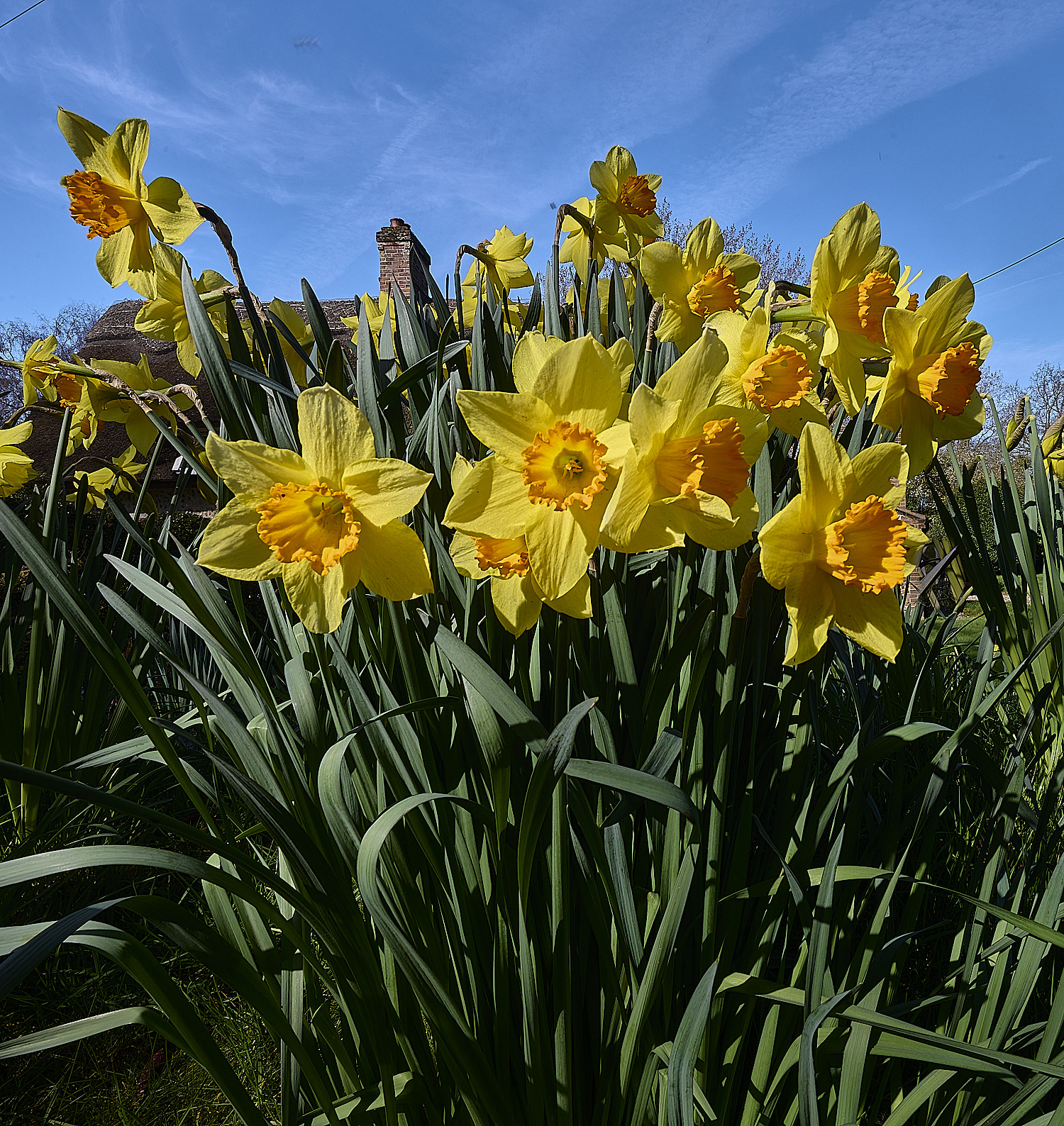 HanworthDaffodils190326-1