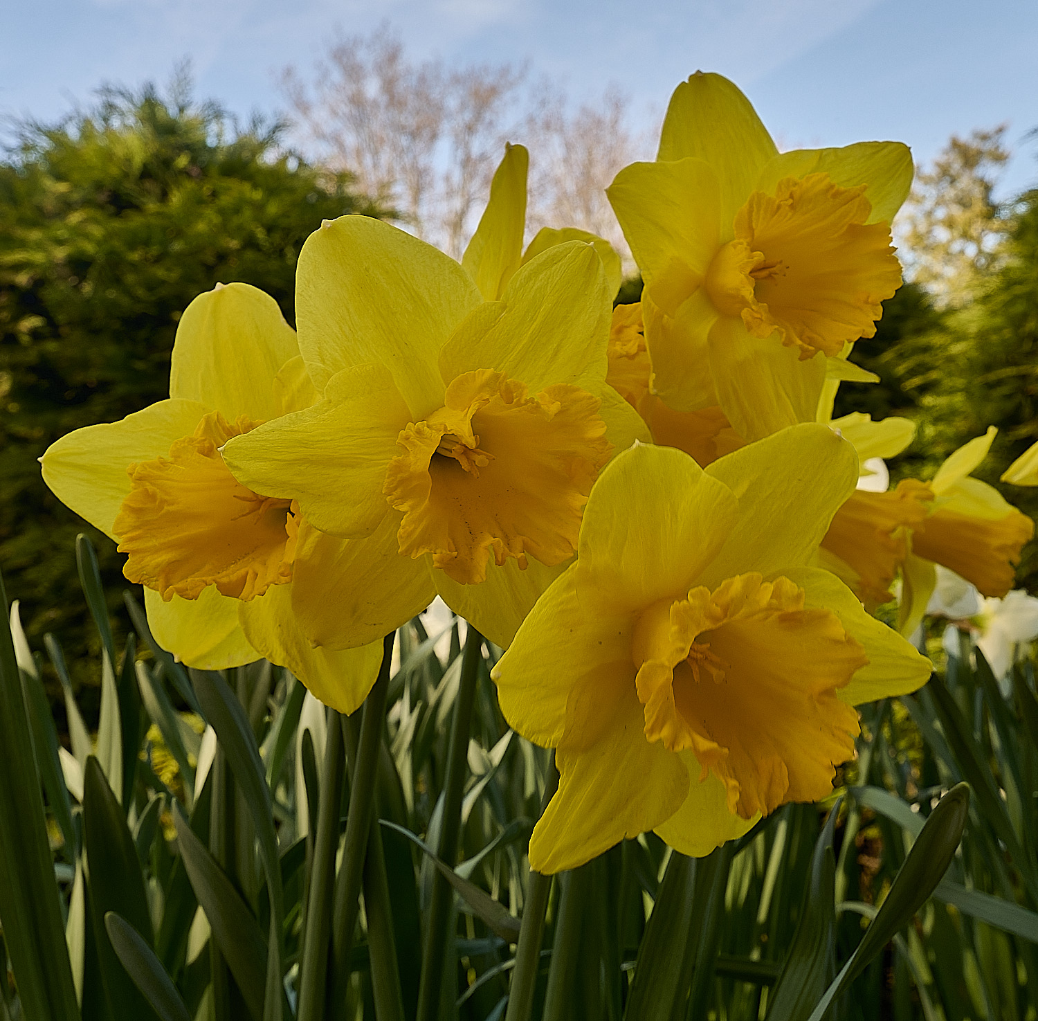 HanworthDaffodils190326-2