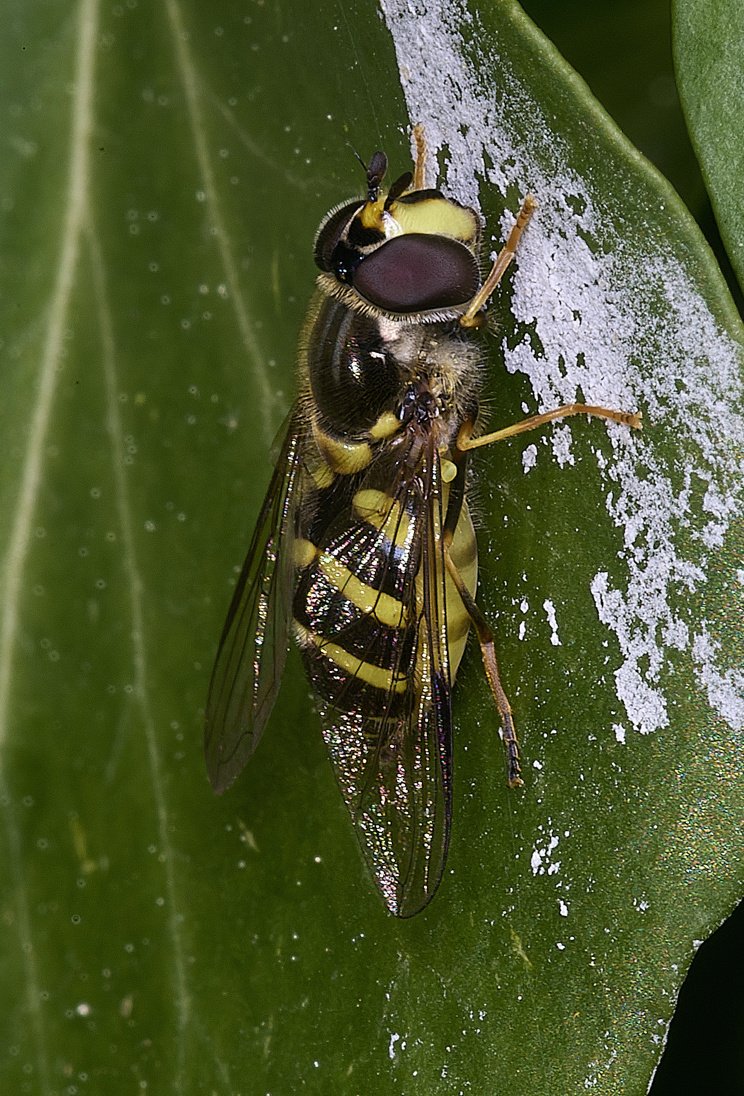 HanworthDalbostriatus090526-3