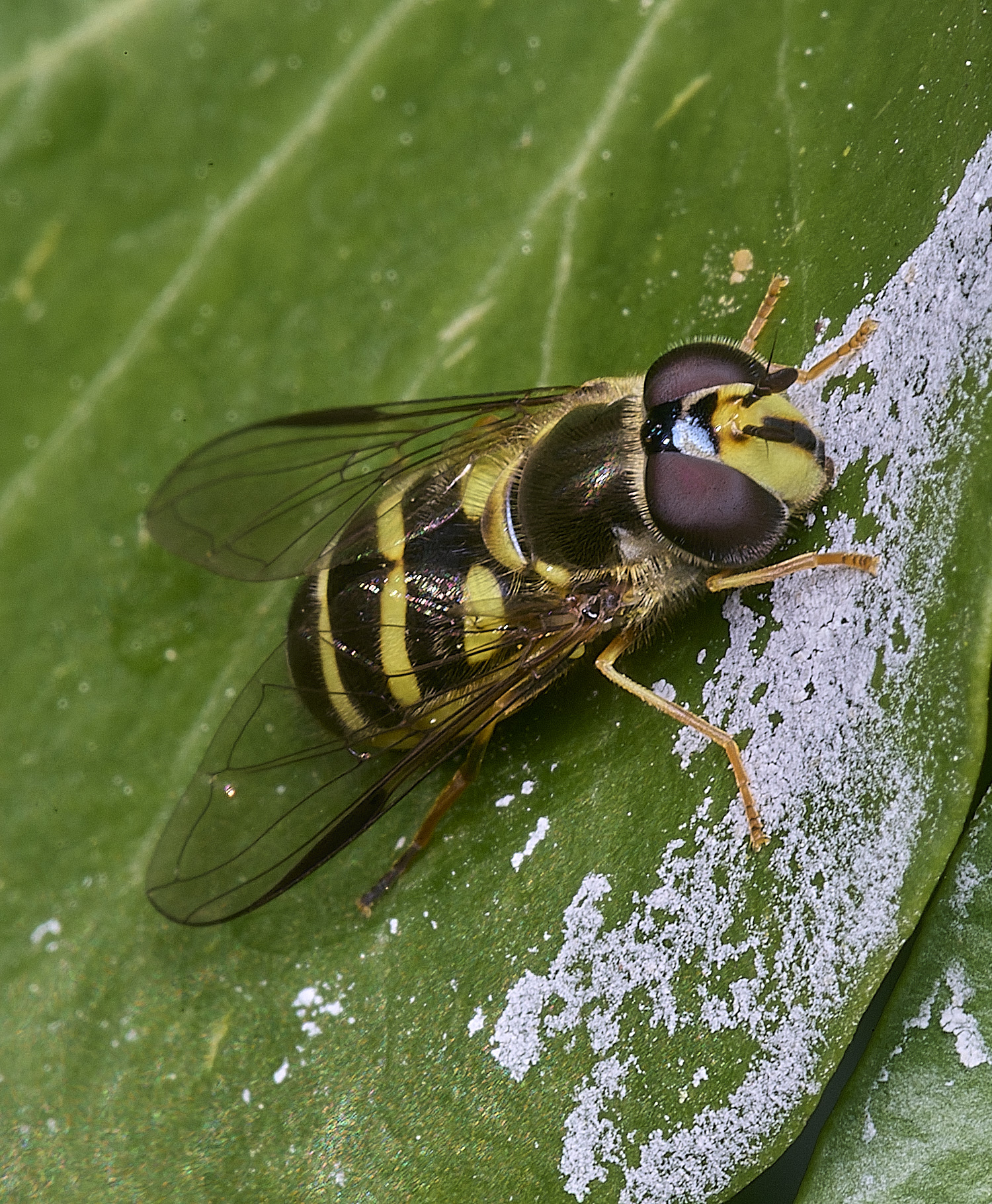HanworthDalbostriatus090526-4
