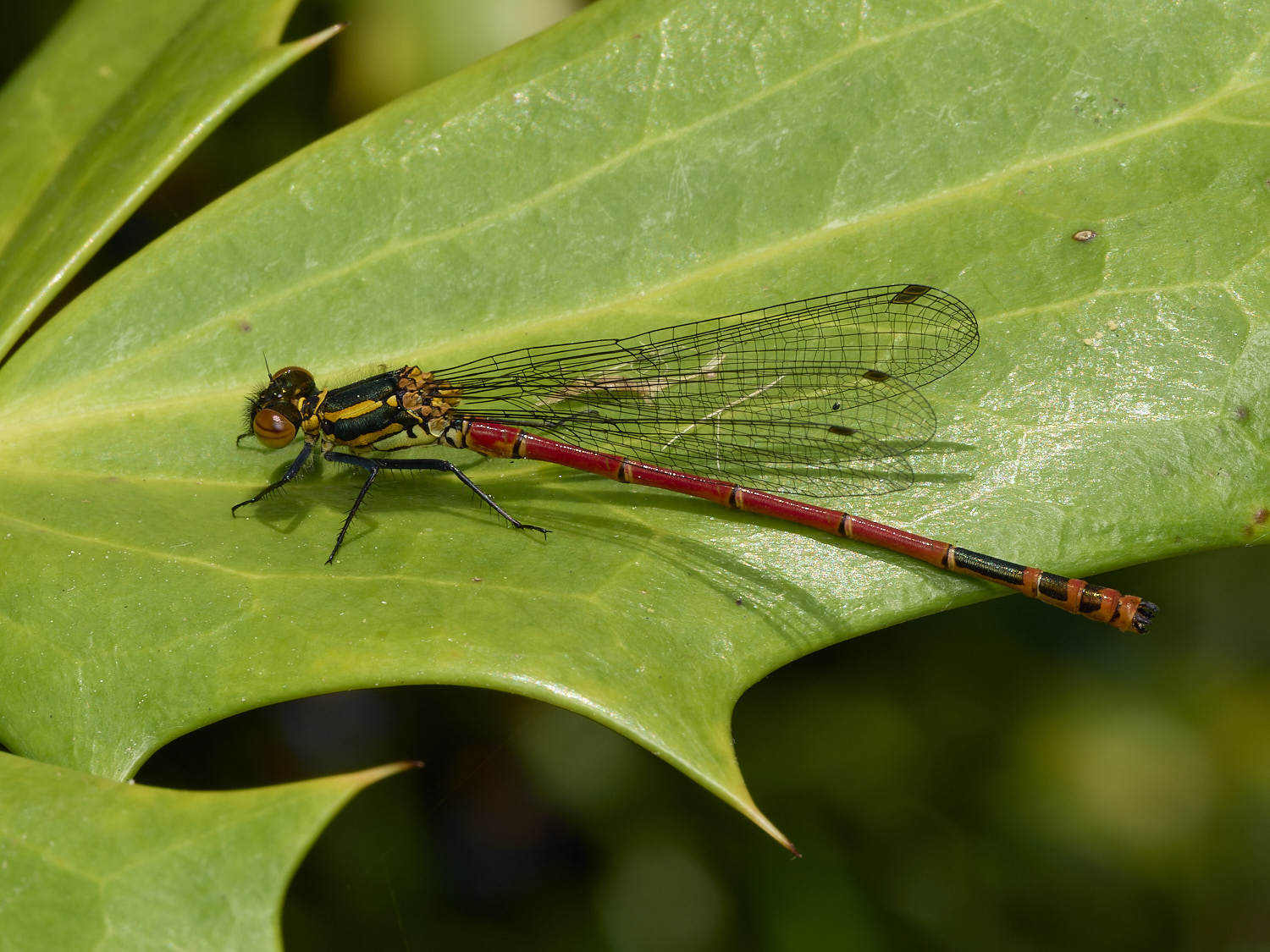 HanworthDamsel080526-1