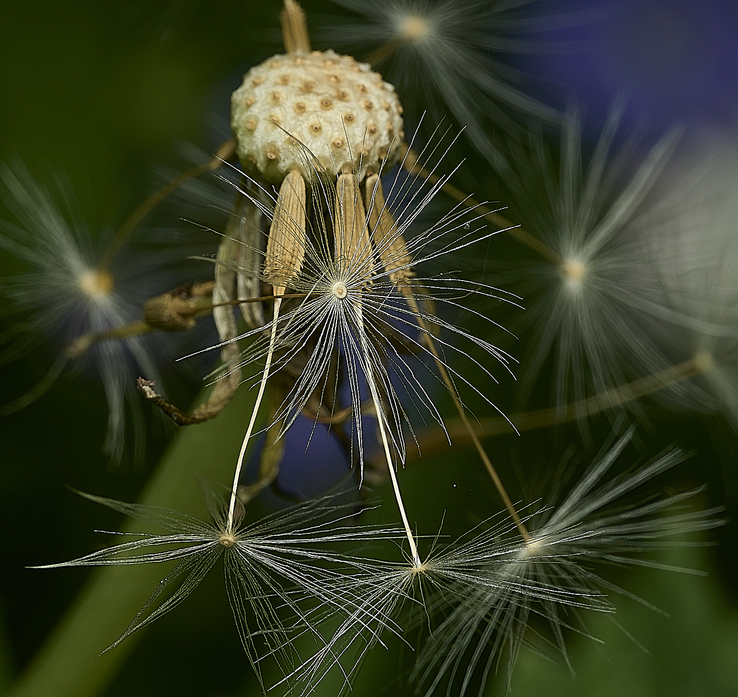 HanworthDandelion090526-1