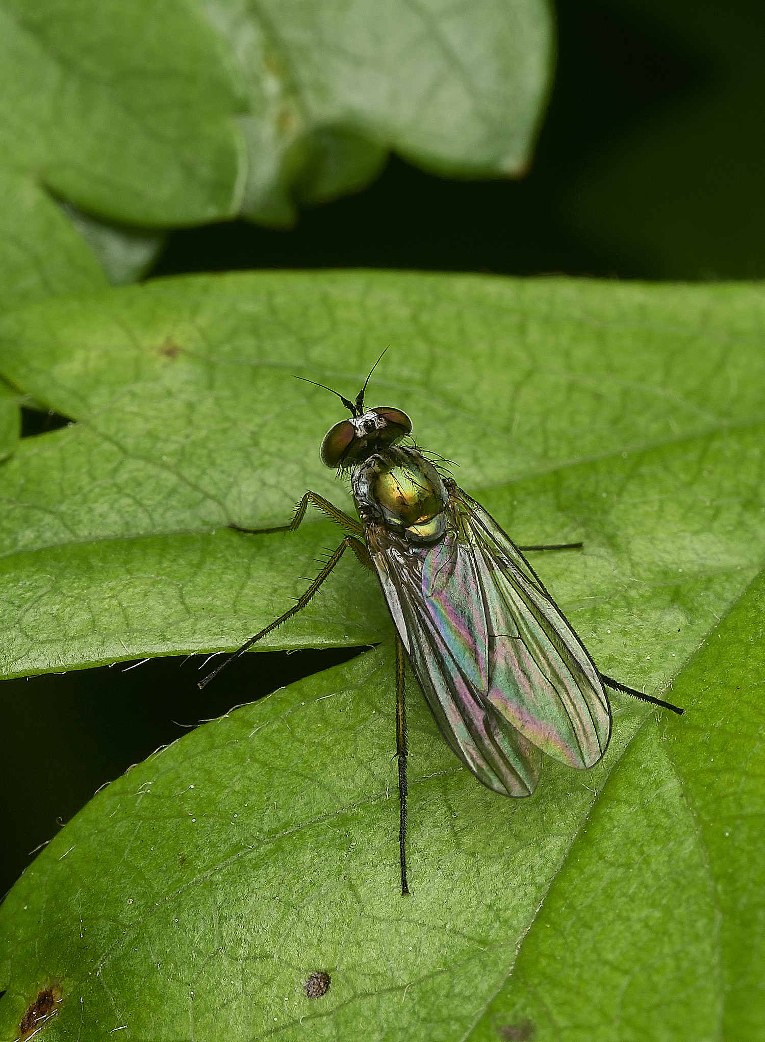 HanworthDolichopus160526-1