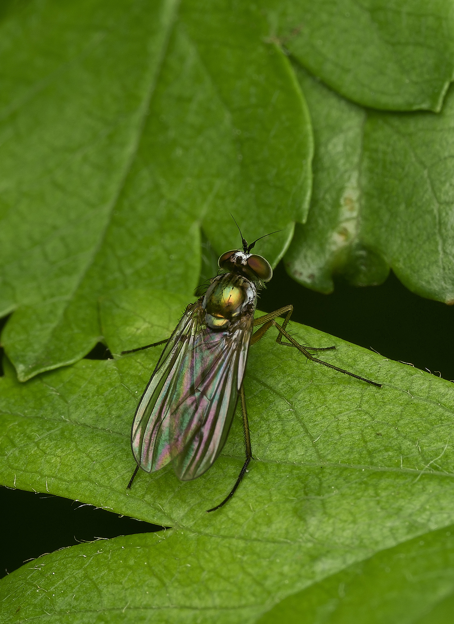 HanworthDolichopus160526-2