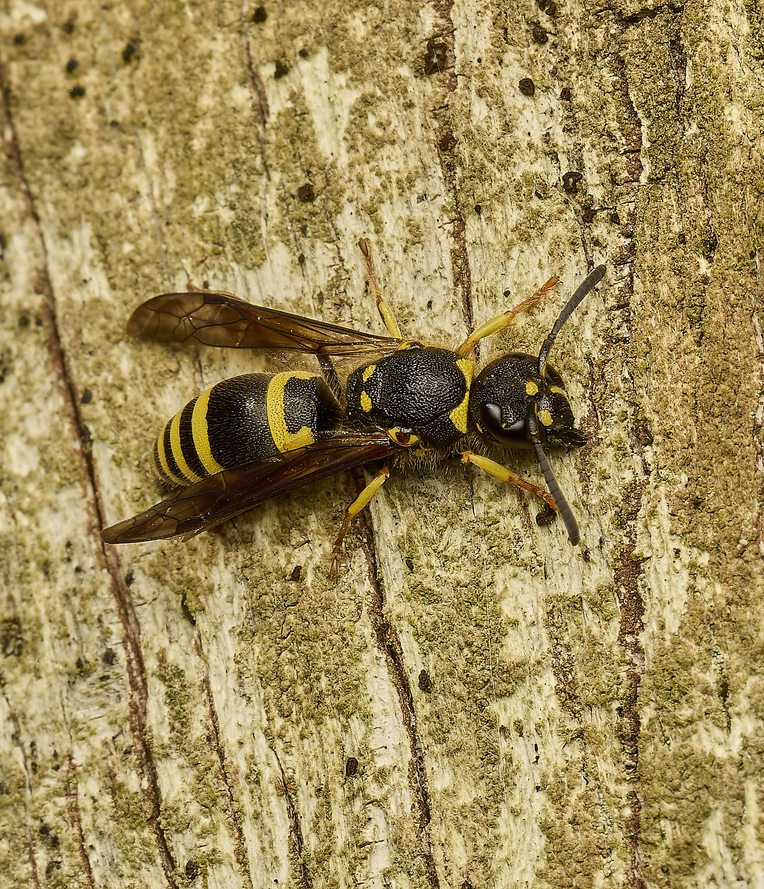 HanworthEarlyMasonWasp180326-3