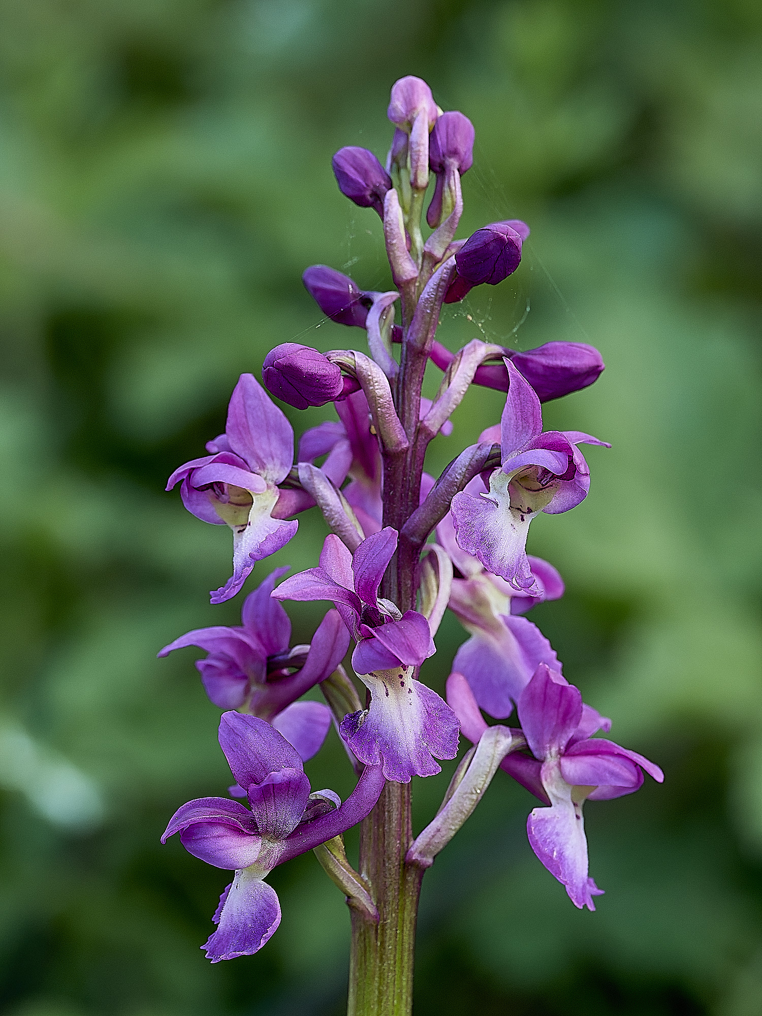 HanworthEarlyPurple180426-2