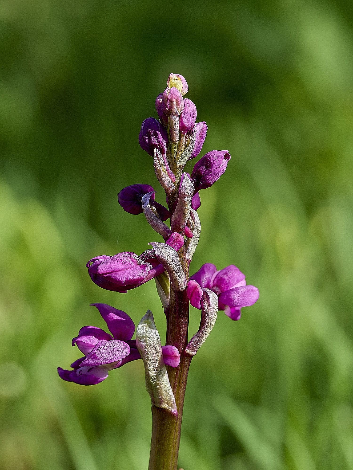 HanworthEarlyPurple180426-3