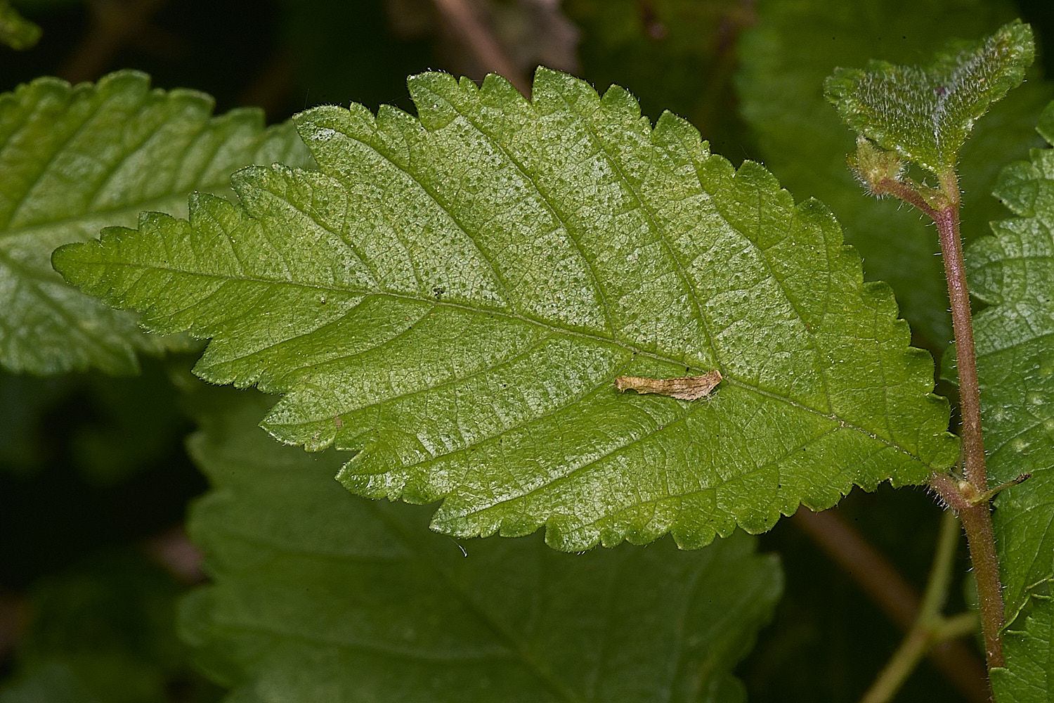 HanworthElm090526-3