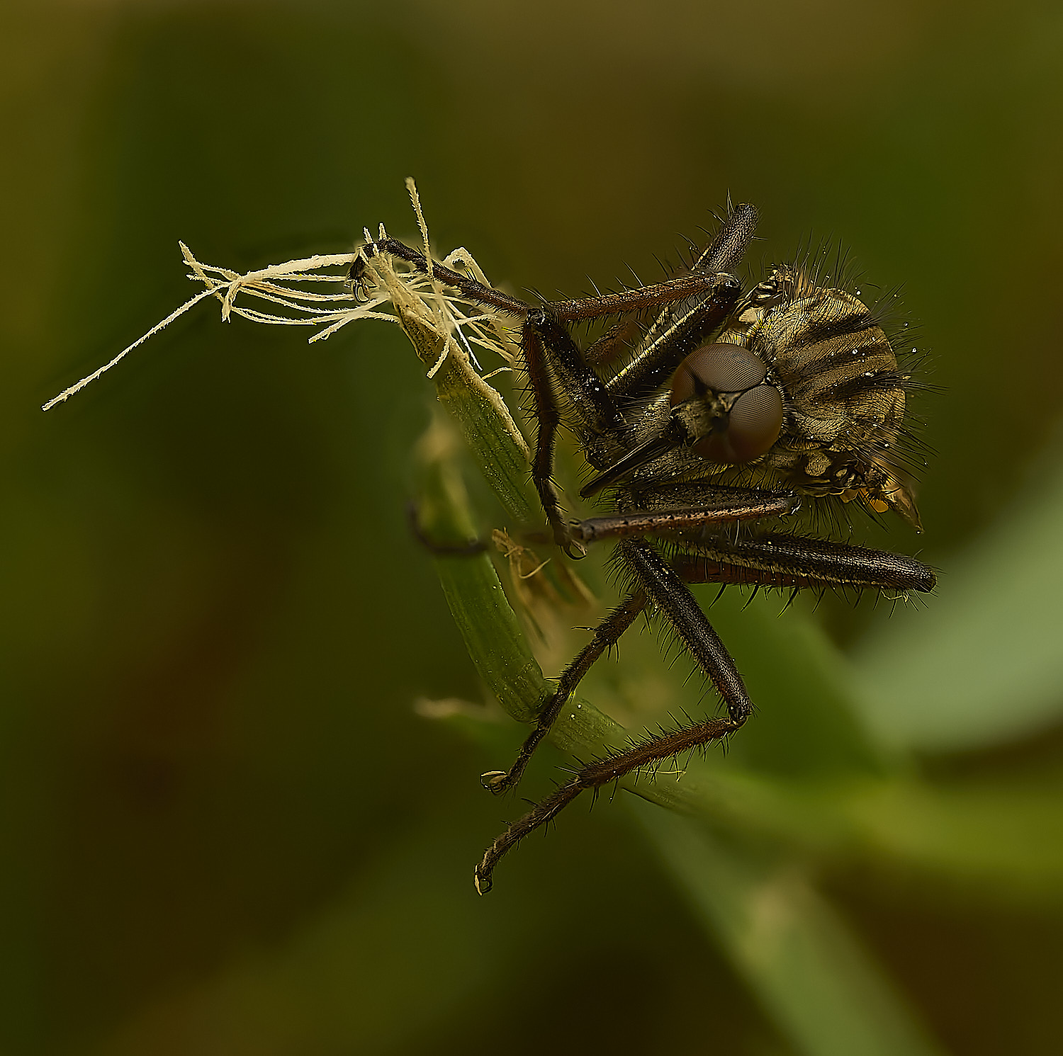 HanworthEmpis090526-1