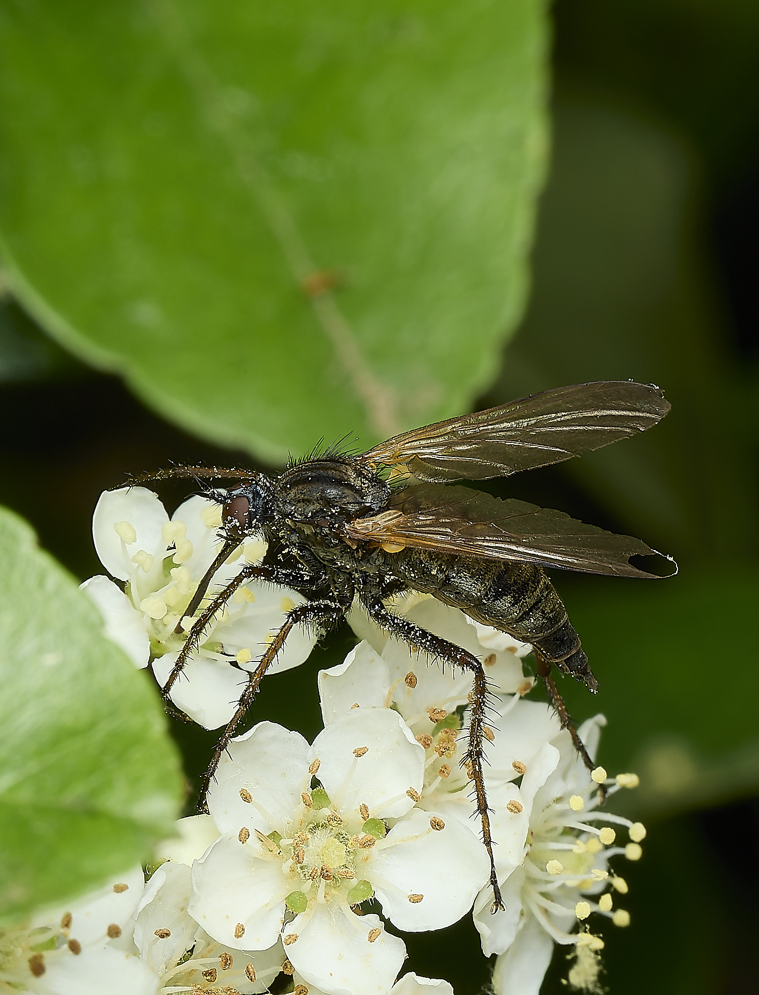 HanworthEmpisSp290526-1