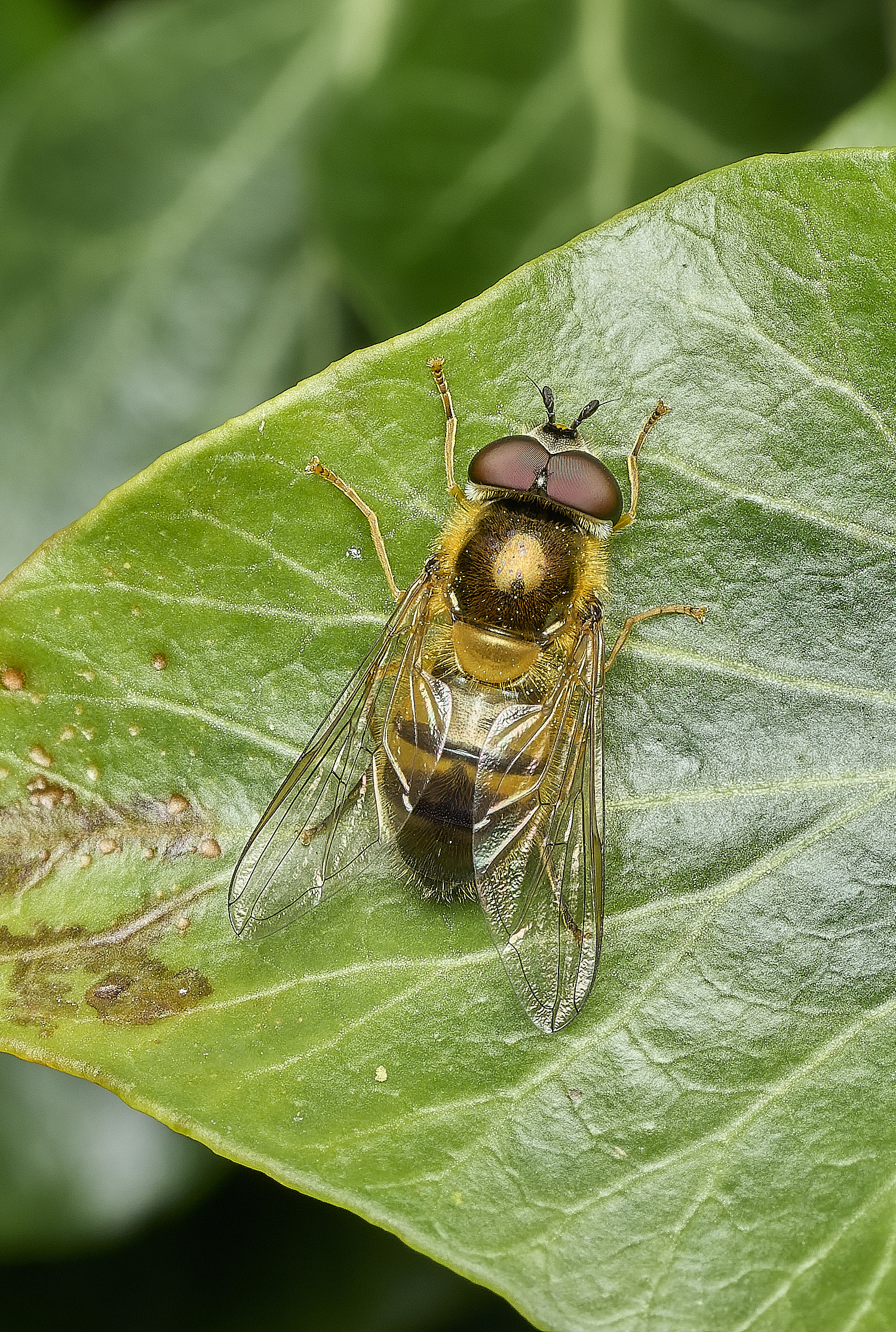 HanworthEpistopheelegans140426-1