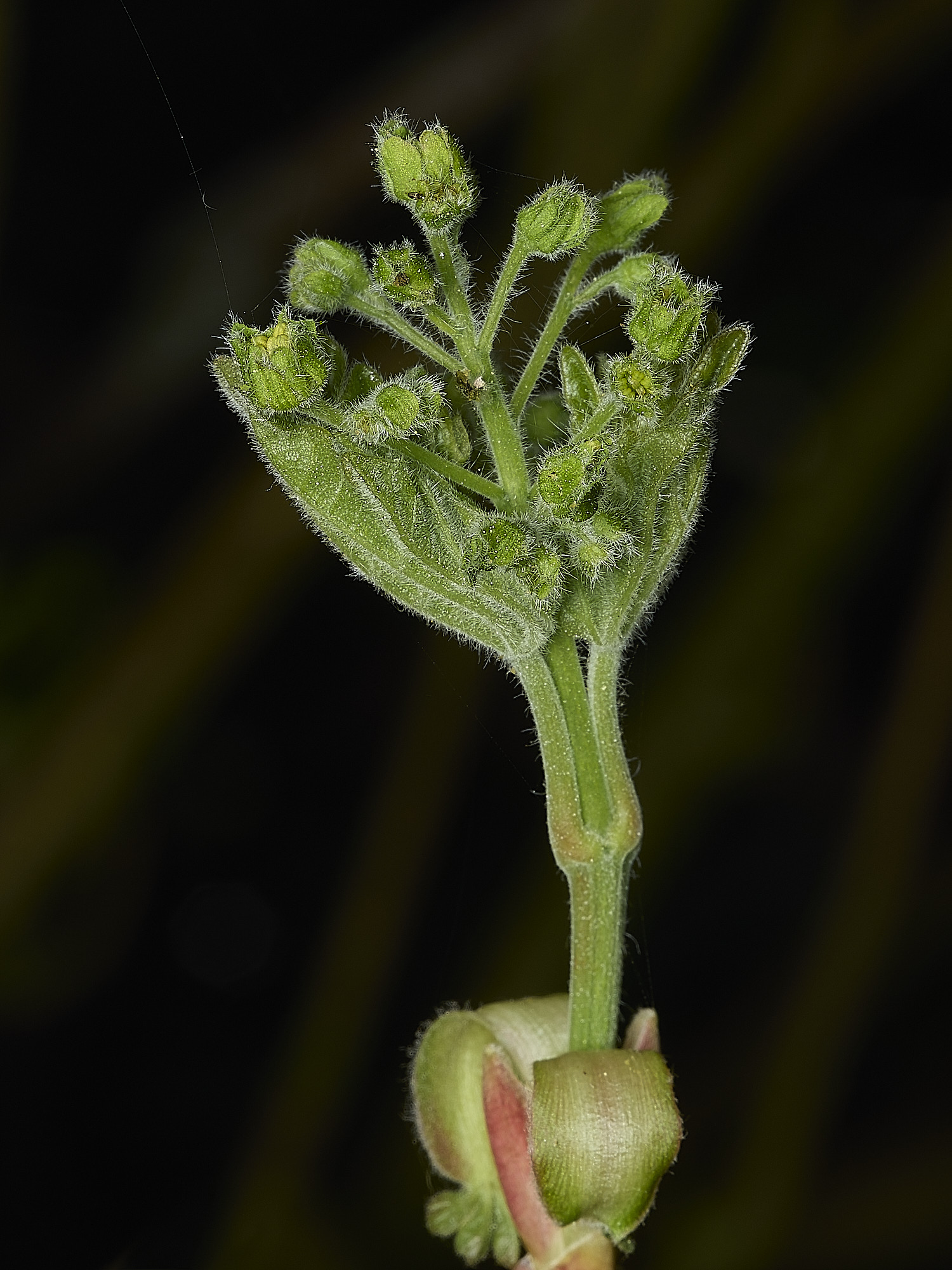 HanworthFieldMaple220426-2