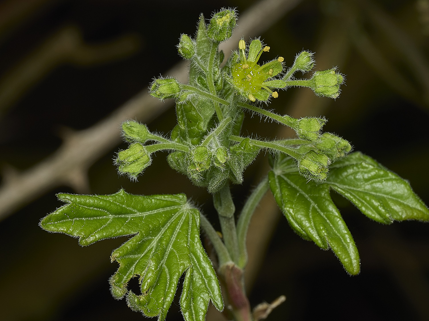 HanworthFieldMaple220426-4