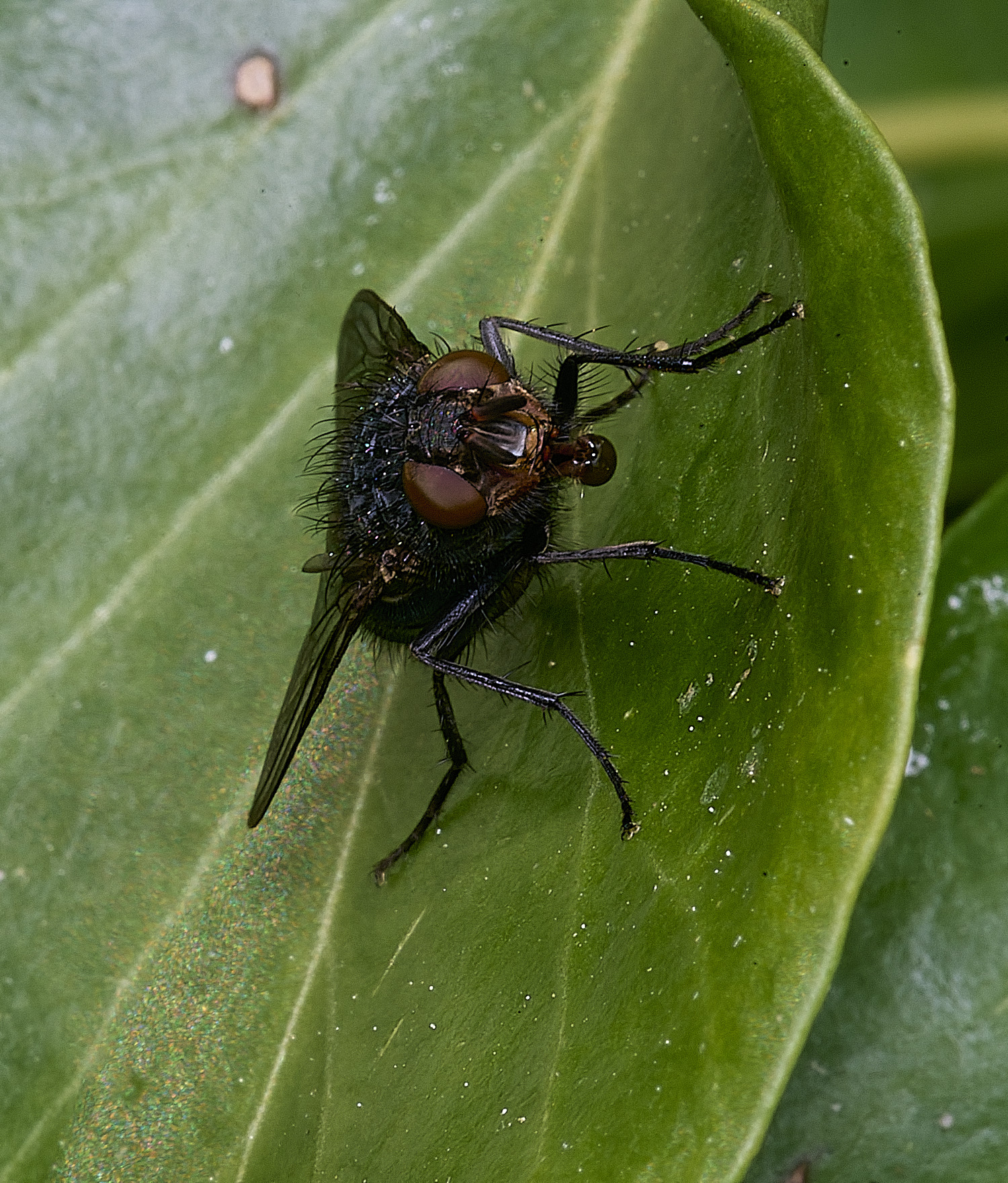 HanworthFly090526-1