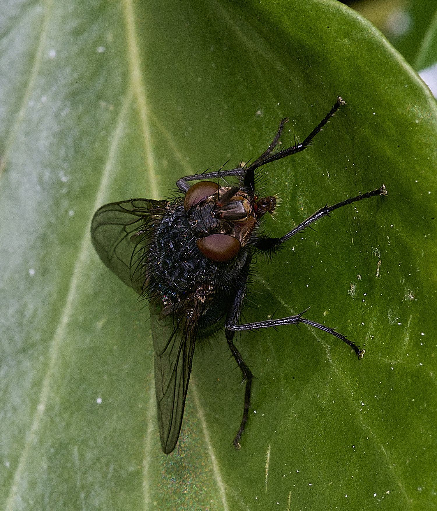 HanworthFly090526-2