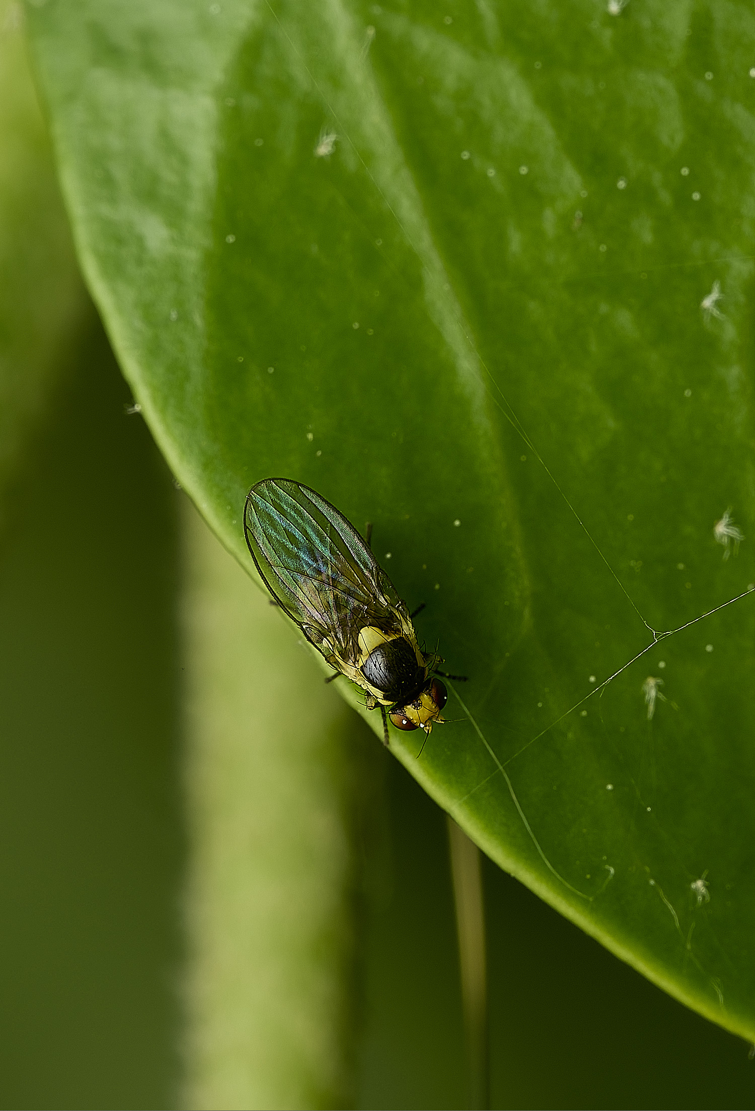 HanworthFly2100526-1
