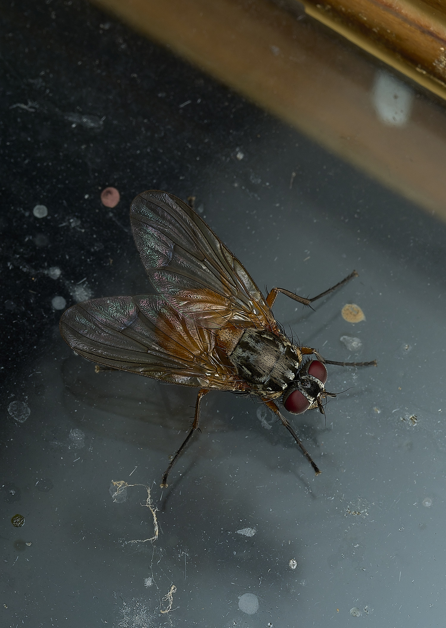 HanworthFly240526-1