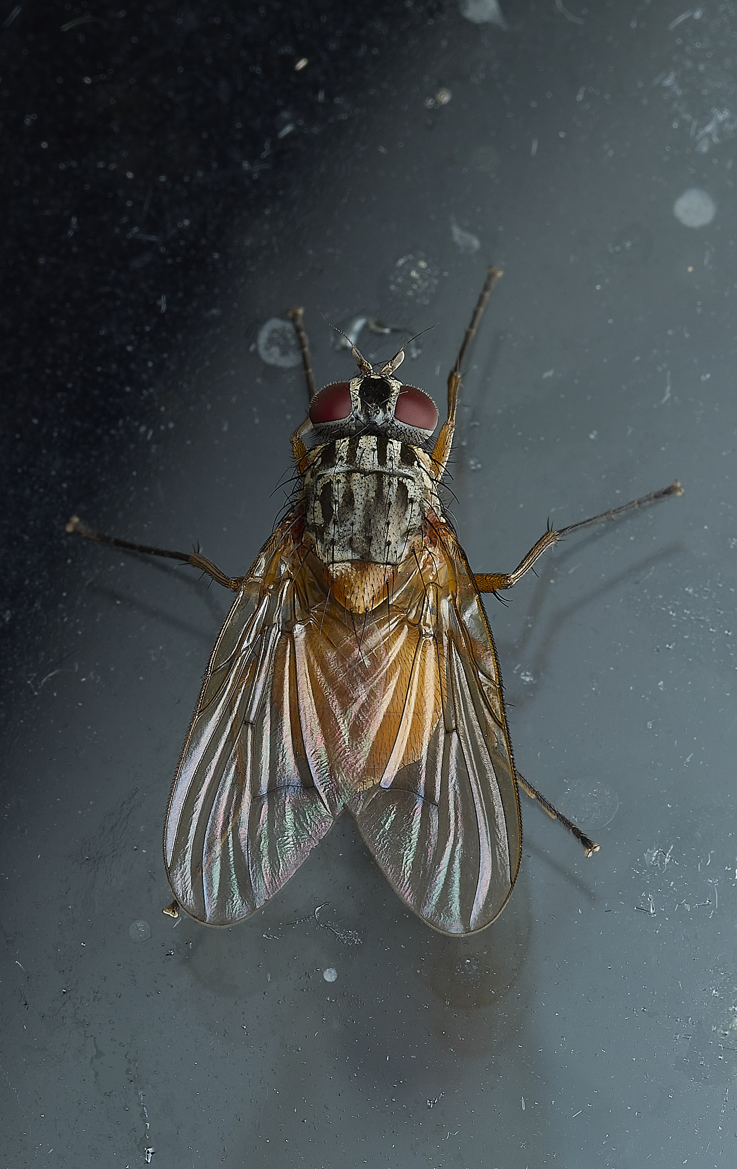 HanworthFly240526-2