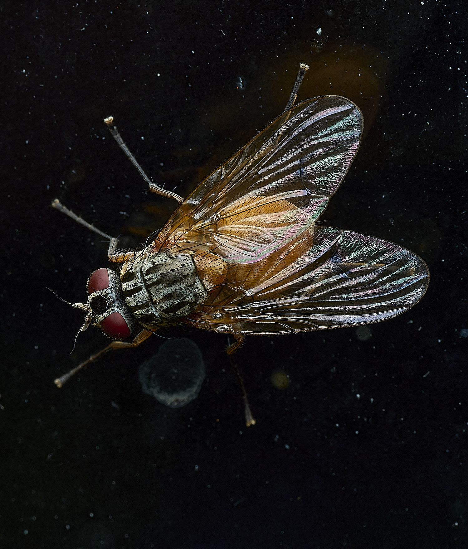 HanworthFly240526-3