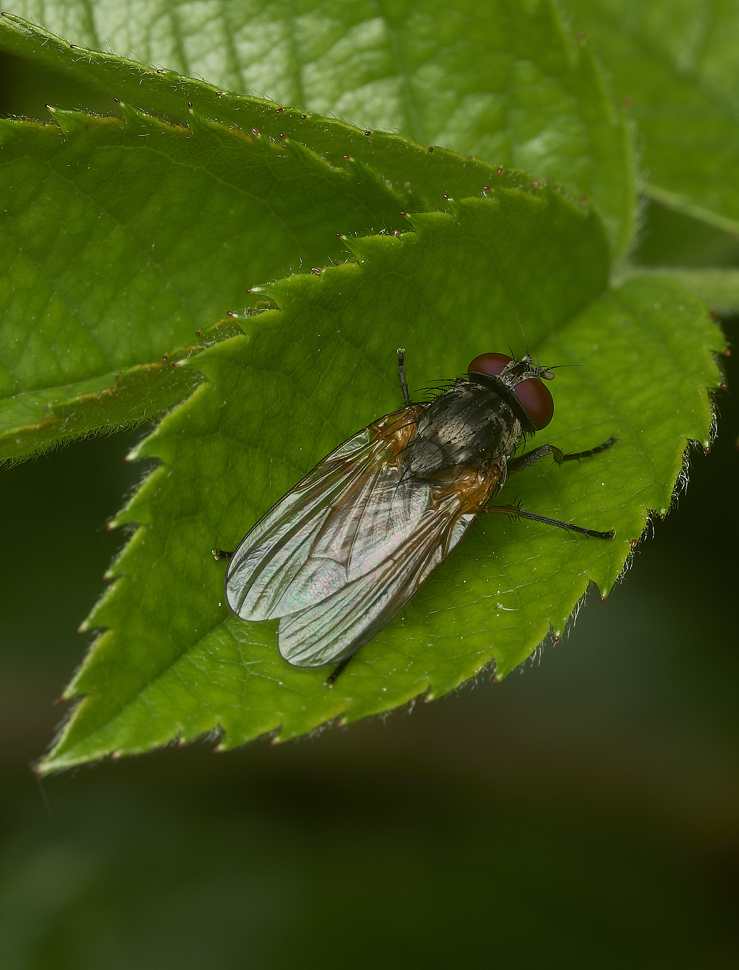 HanworthFlySP100526-1
